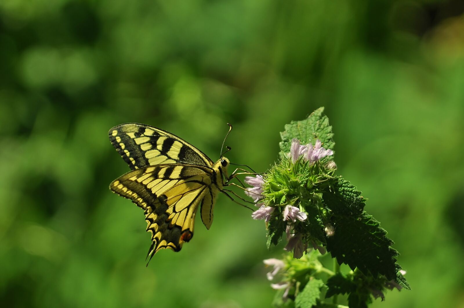 Nikon D90 sample photo. Summer, butterfly, flowers photography