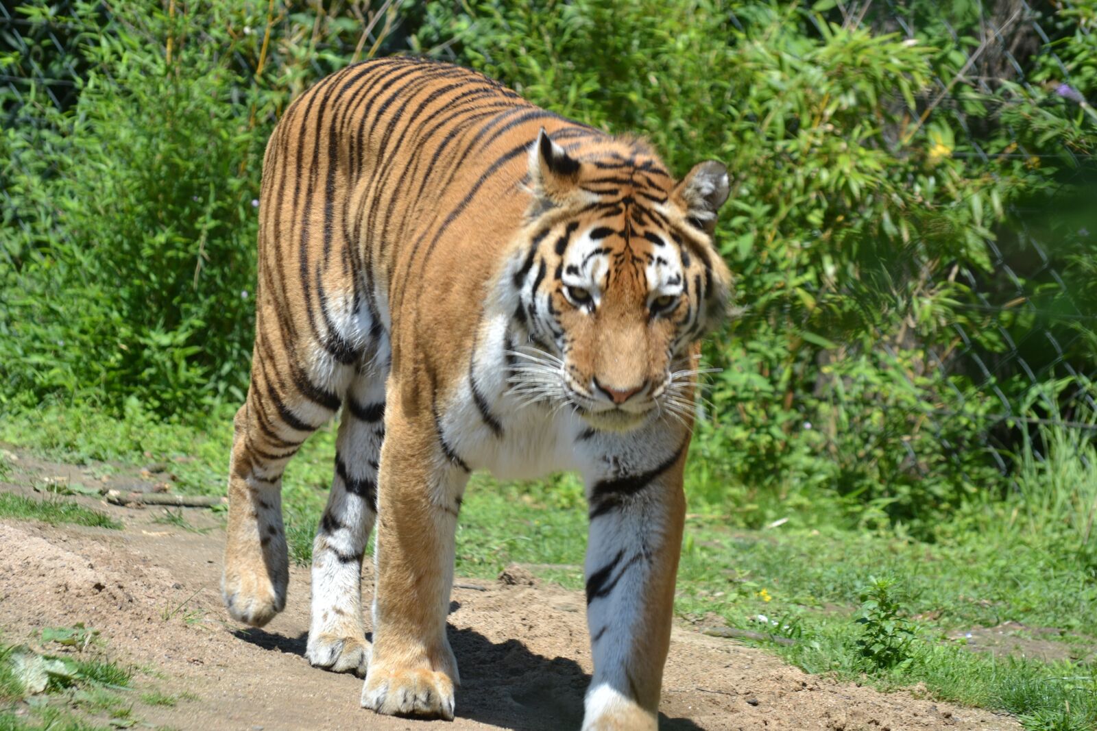 Nikon D3100 sample photo. Tiger, zoo, big cat photography