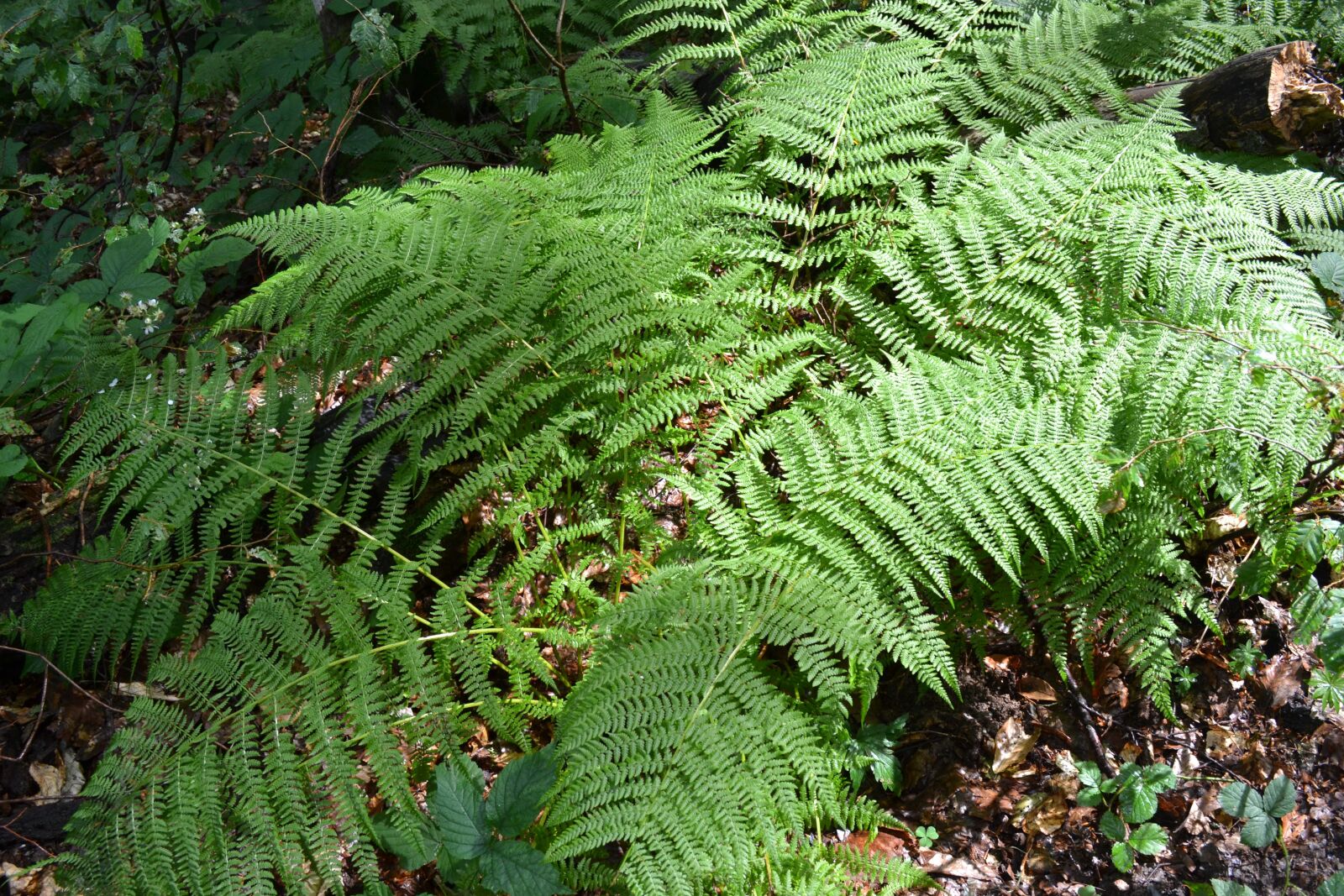 Nikon D3100 sample photo. Fern, sheet, nature photography