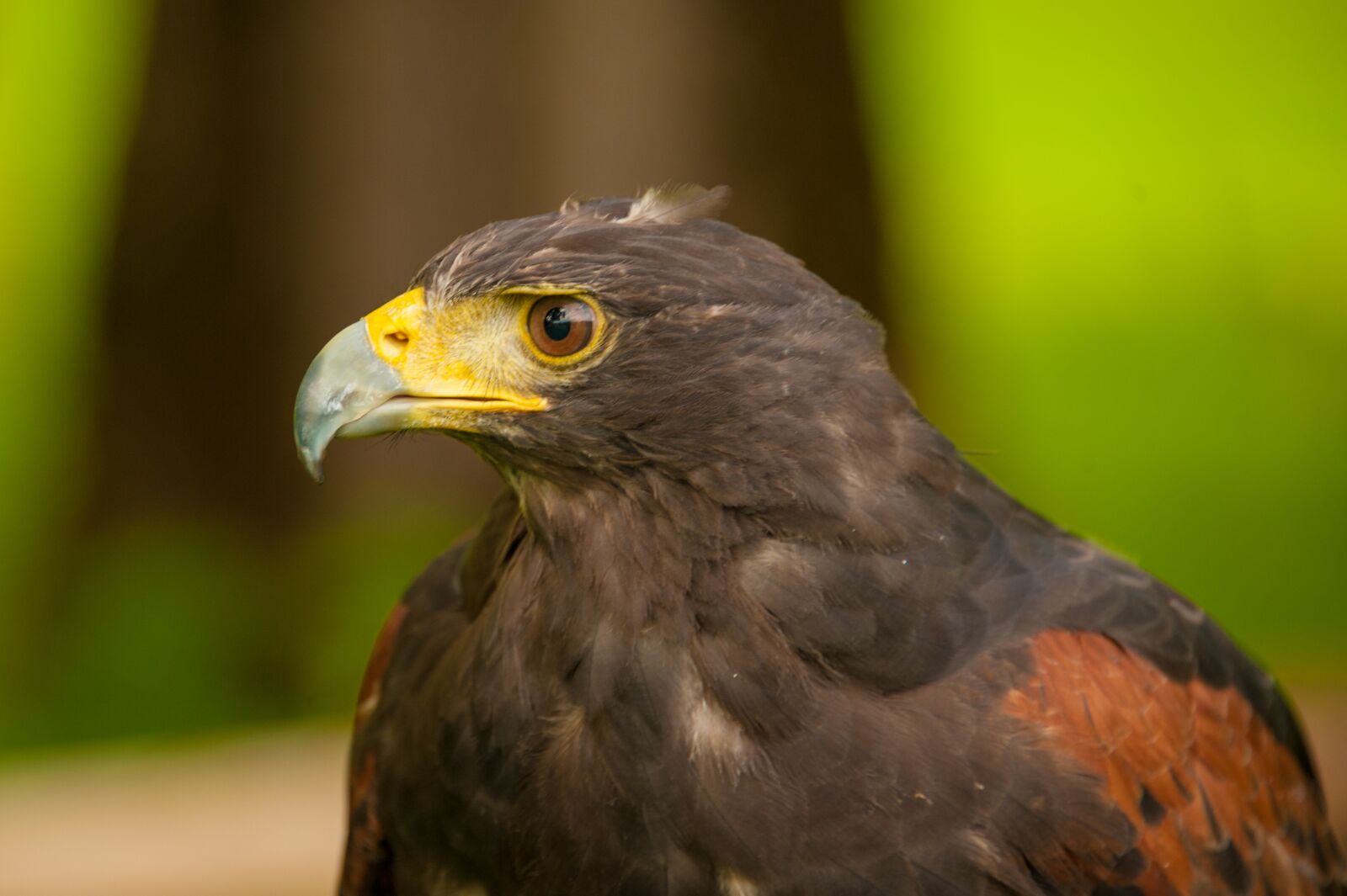 Nikon D700 sample photo. Raptor, steyrling, fountain valley photography