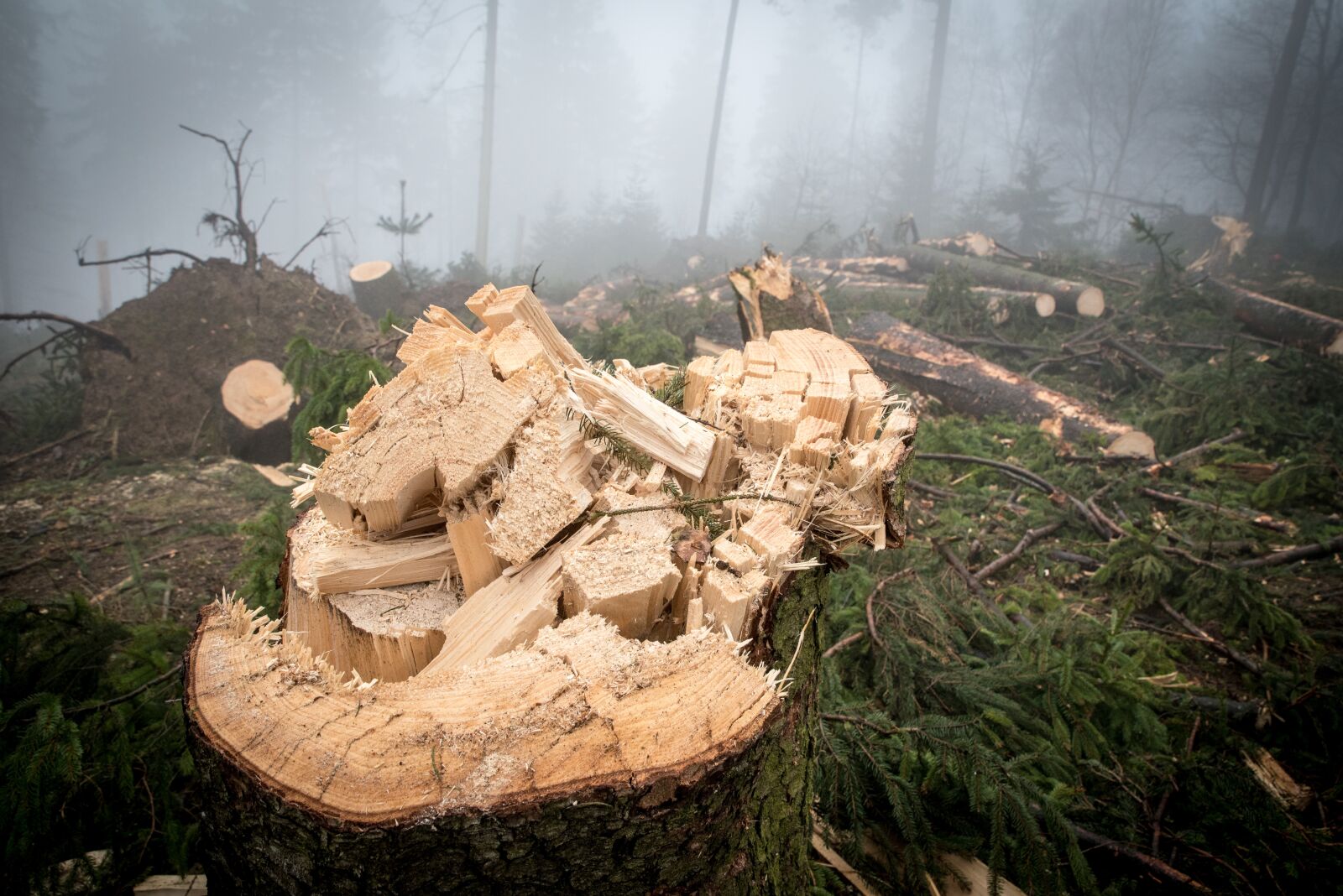 Nikon D750 sample photo. Log, wood, forest photography