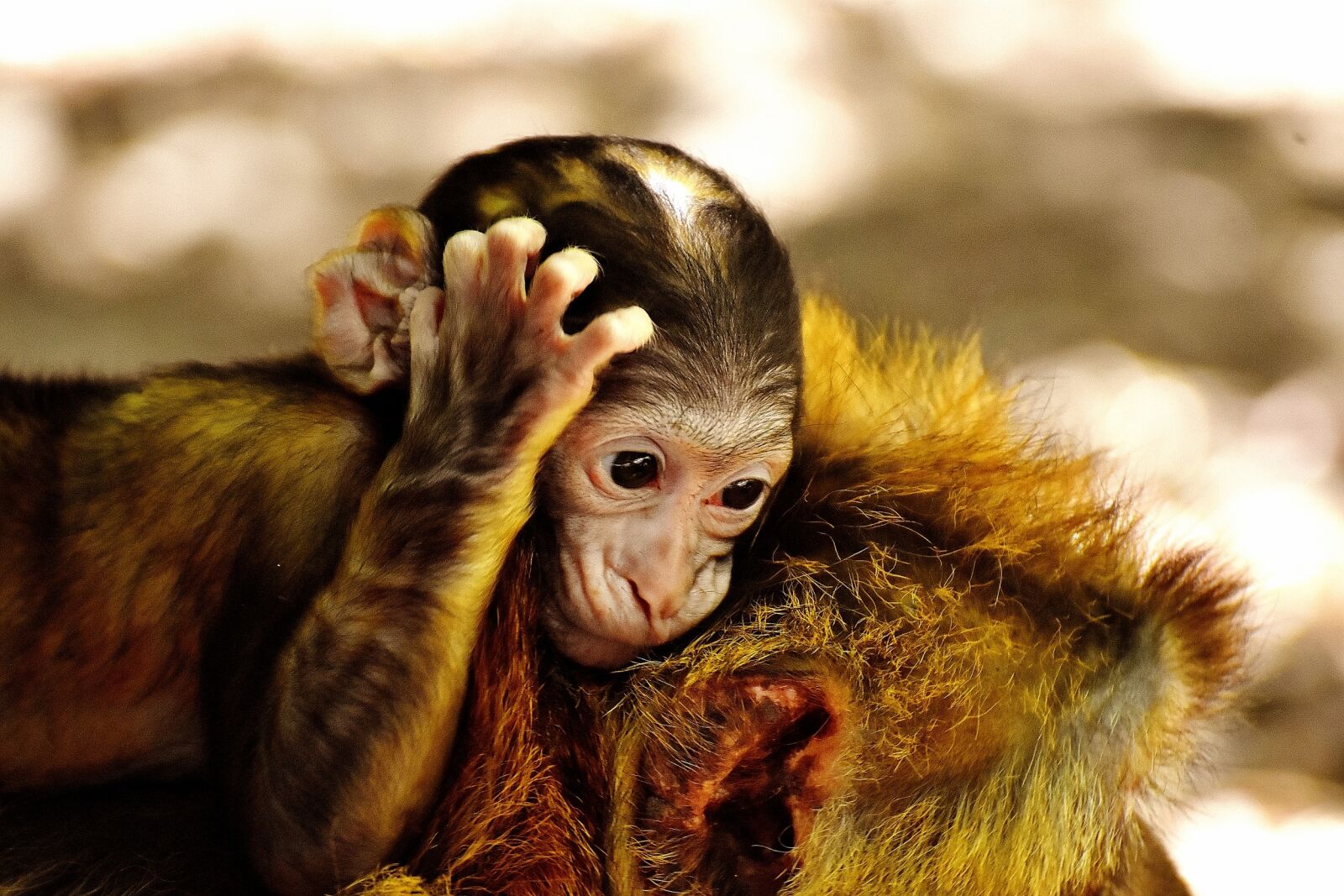 Nikon D7200 sample photo. Ape, baby monkey, barbary photography