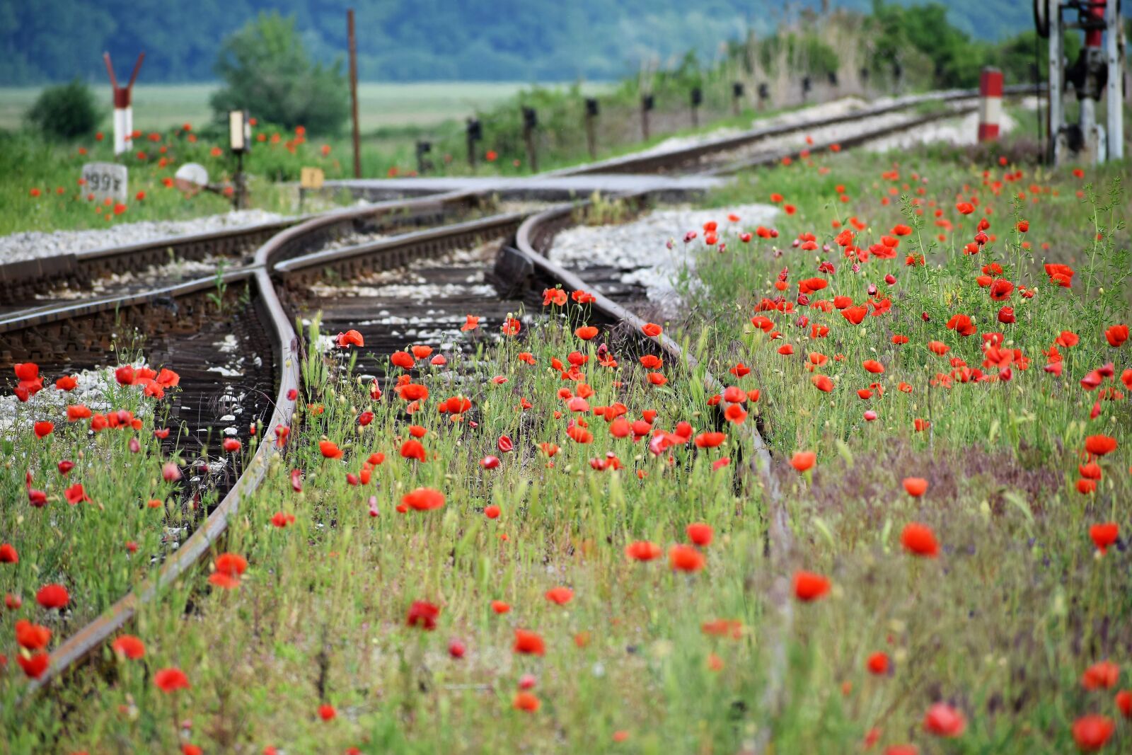 Nikon D3300 sample photo. Red poppies, grass, railway photography