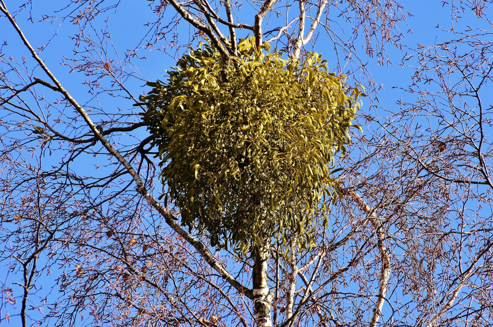 Nikon D7200 sample photo. Mistletoe, viscum album, tufts photography
