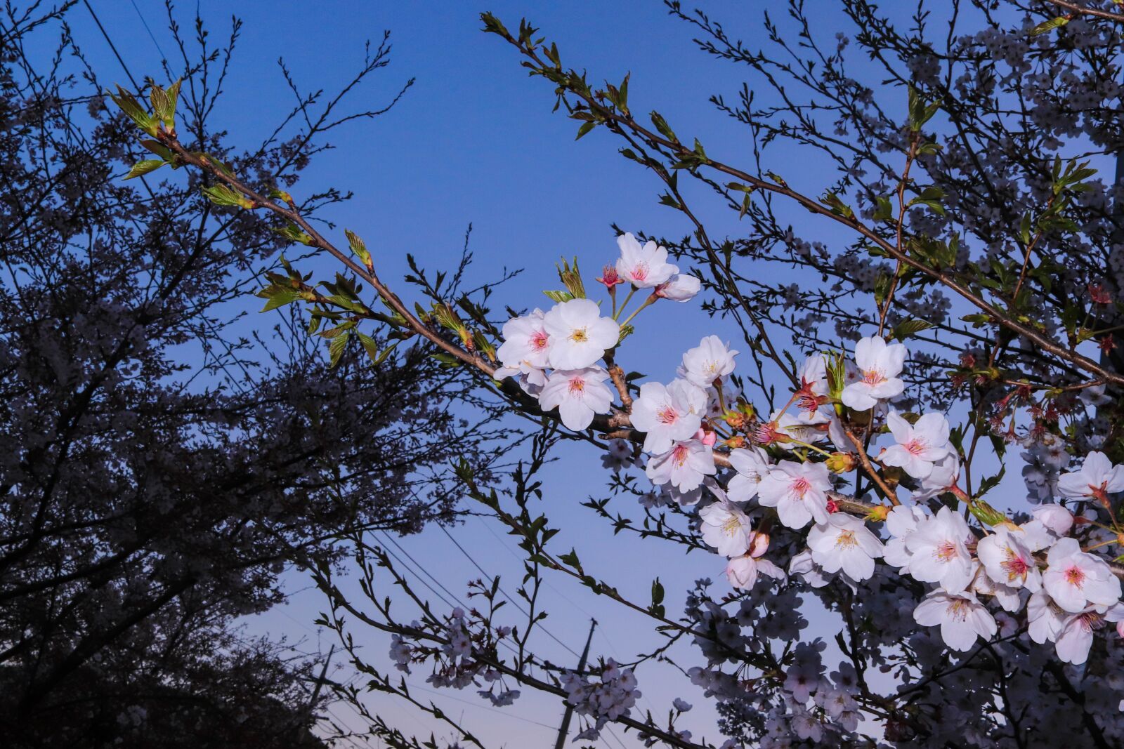 Canon EOS 800D (EOS Rebel T7i / EOS Kiss X9i) + Canon EF-S 24mm F2.8 STM sample photo. Cherry blossom, spring, nature photography