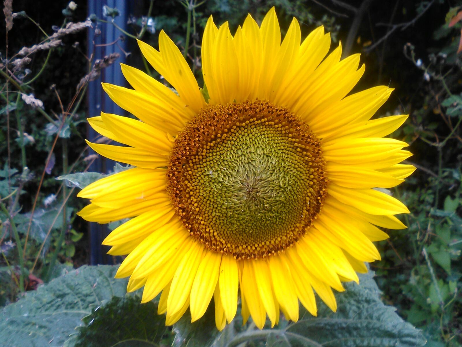 QCOM-AA QCAM-AA sample photo. Sunflower, flower, floral photography