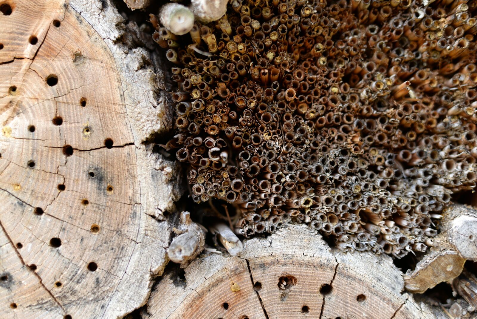 Nikon D610 sample photo. Wood, holes, twigs photography