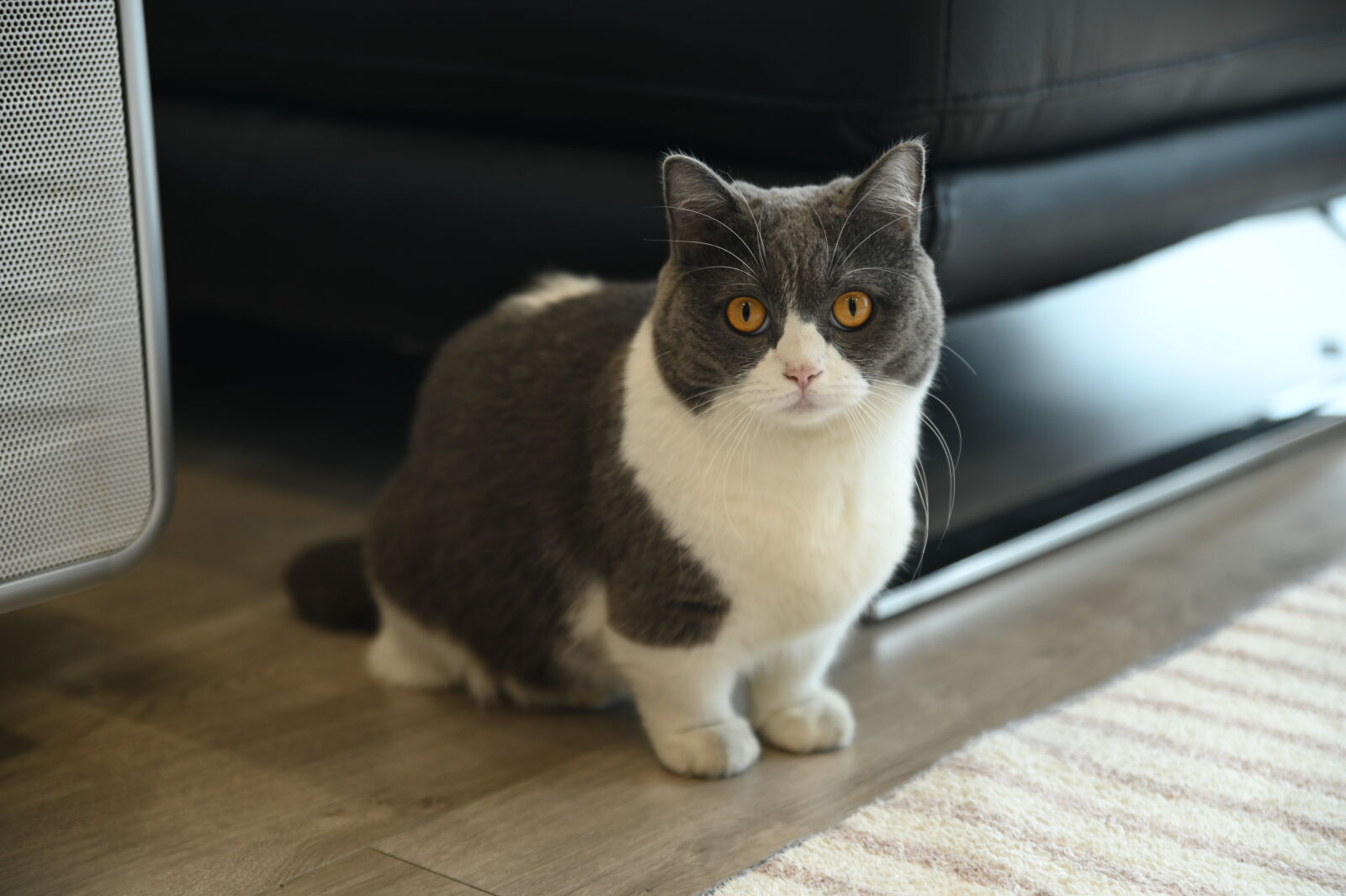 Nikon D780 sample photo