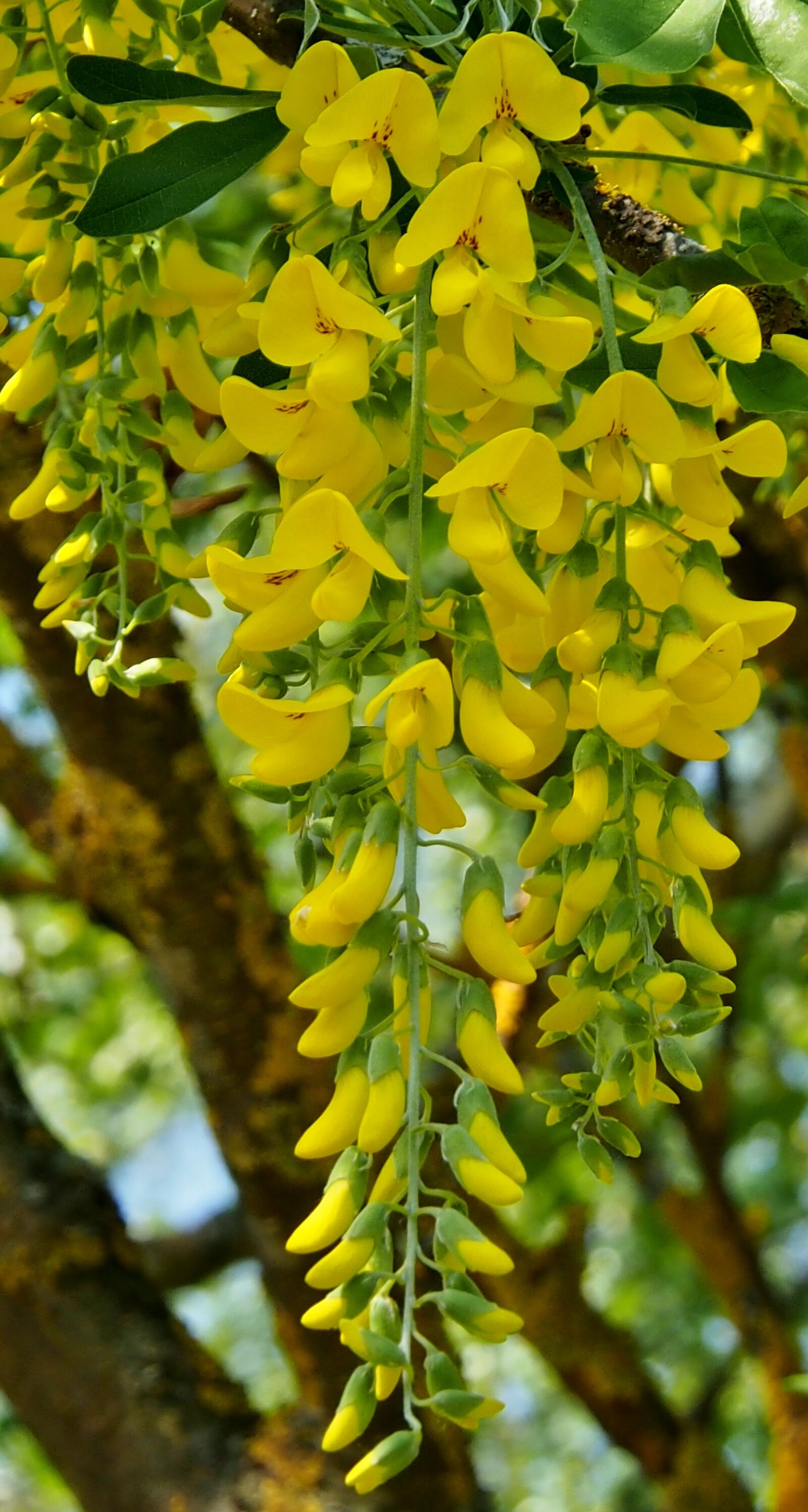 Olympus OM-D E-M5 sample photo. Yellow, laburnum, spring photography