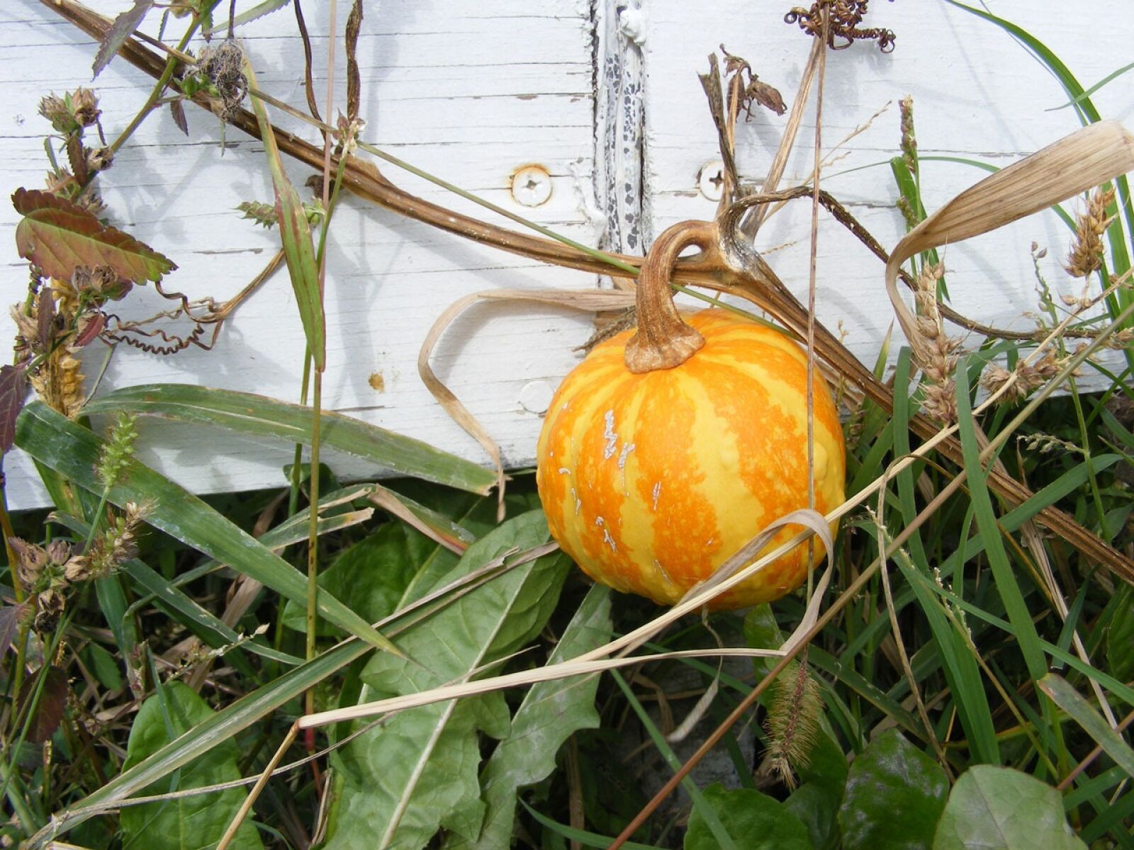 Fujifilm FinePix S5700 S700 sample photo. Color, colour, digital photography