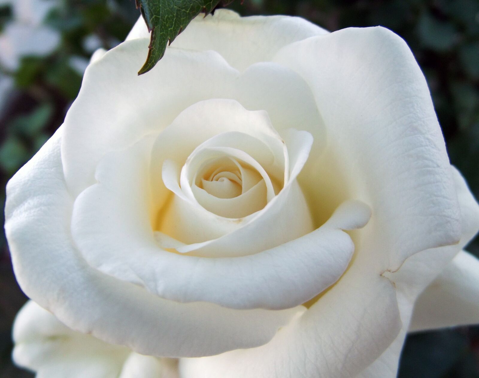 Fujifilm FinePix S2980 sample photo. Rose, white rose, macro photography