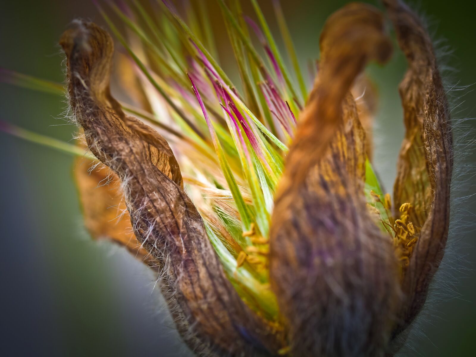 Olympus OM-D E-M10 sample photo. Pasque flower, haller kitchen photography