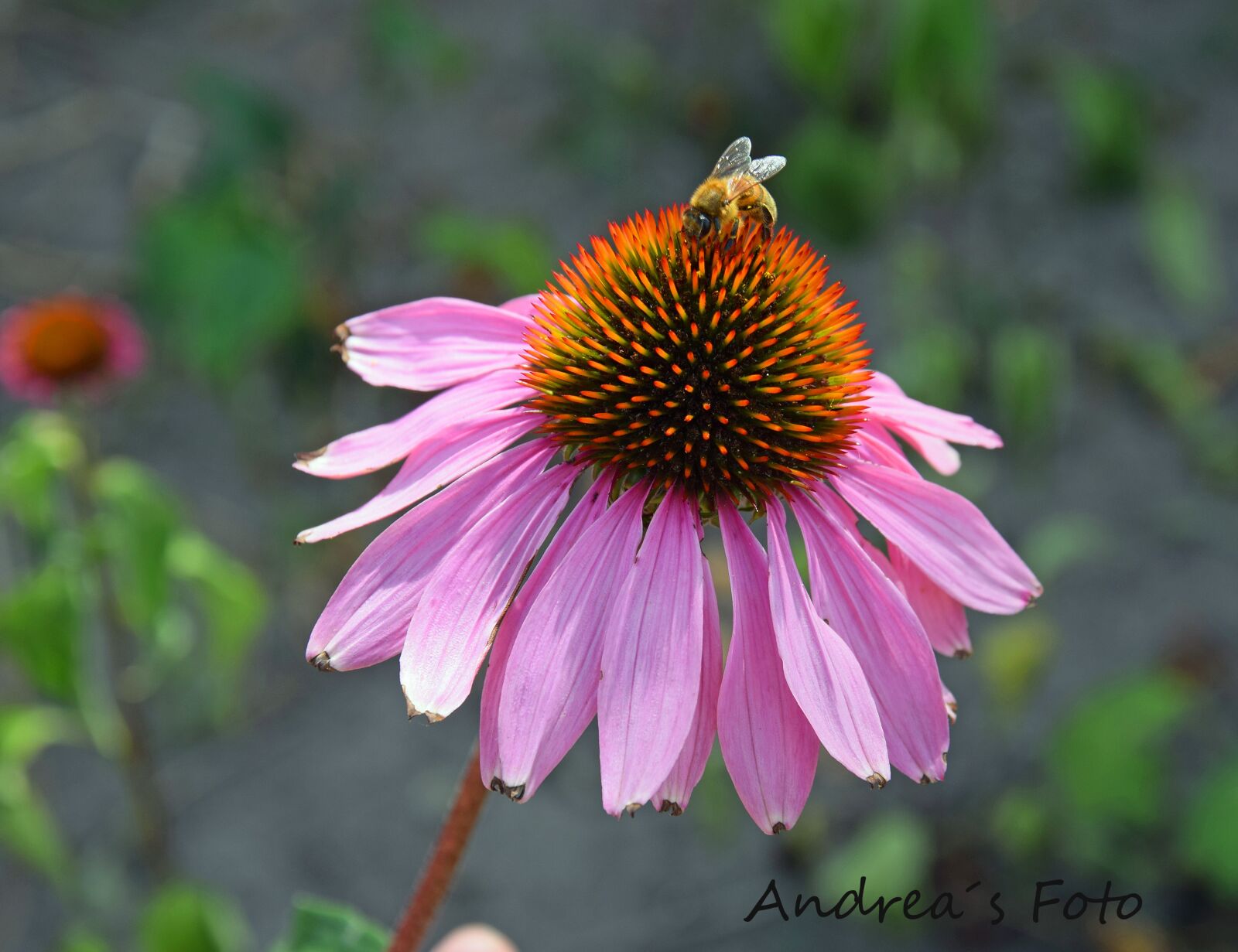 Nikon D3300 sample photo. Insect, flower, echinacea photography