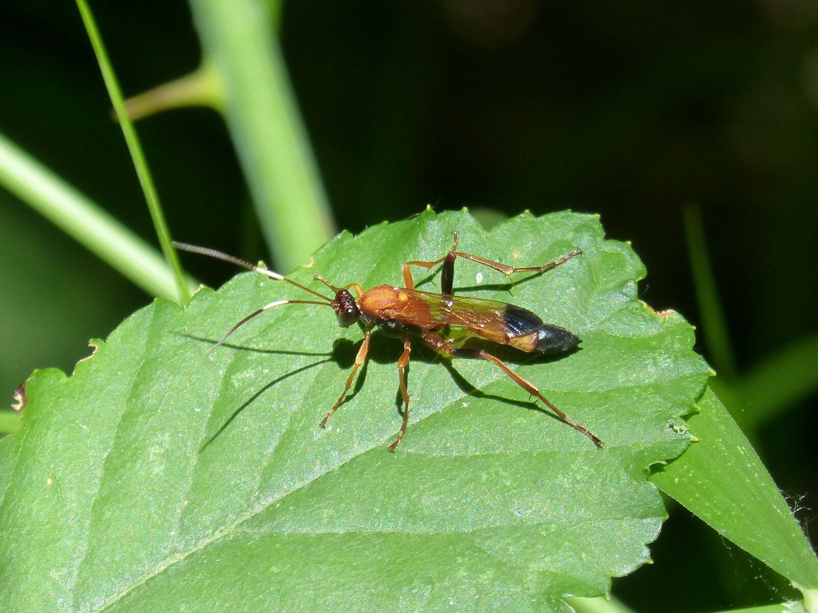 Panasonic DMC-FZ62 sample photo. Wasp, priocnemis, leaf photography