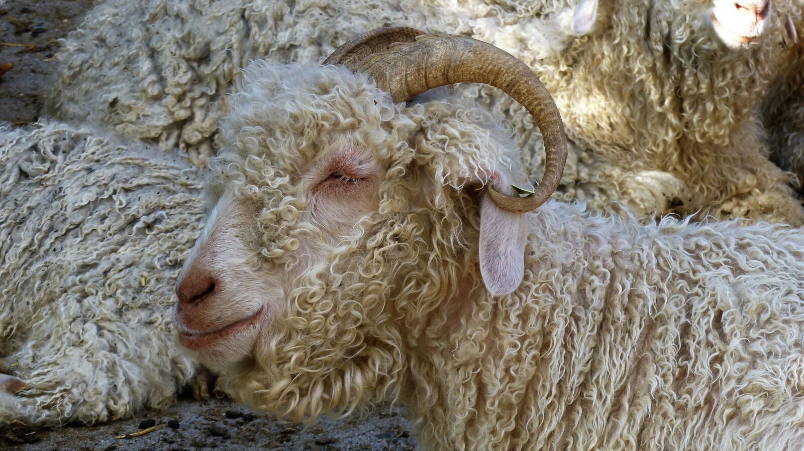 Panasonic Lumix DMC-FZ200 sample photo. Animals, pets, portrait of photography