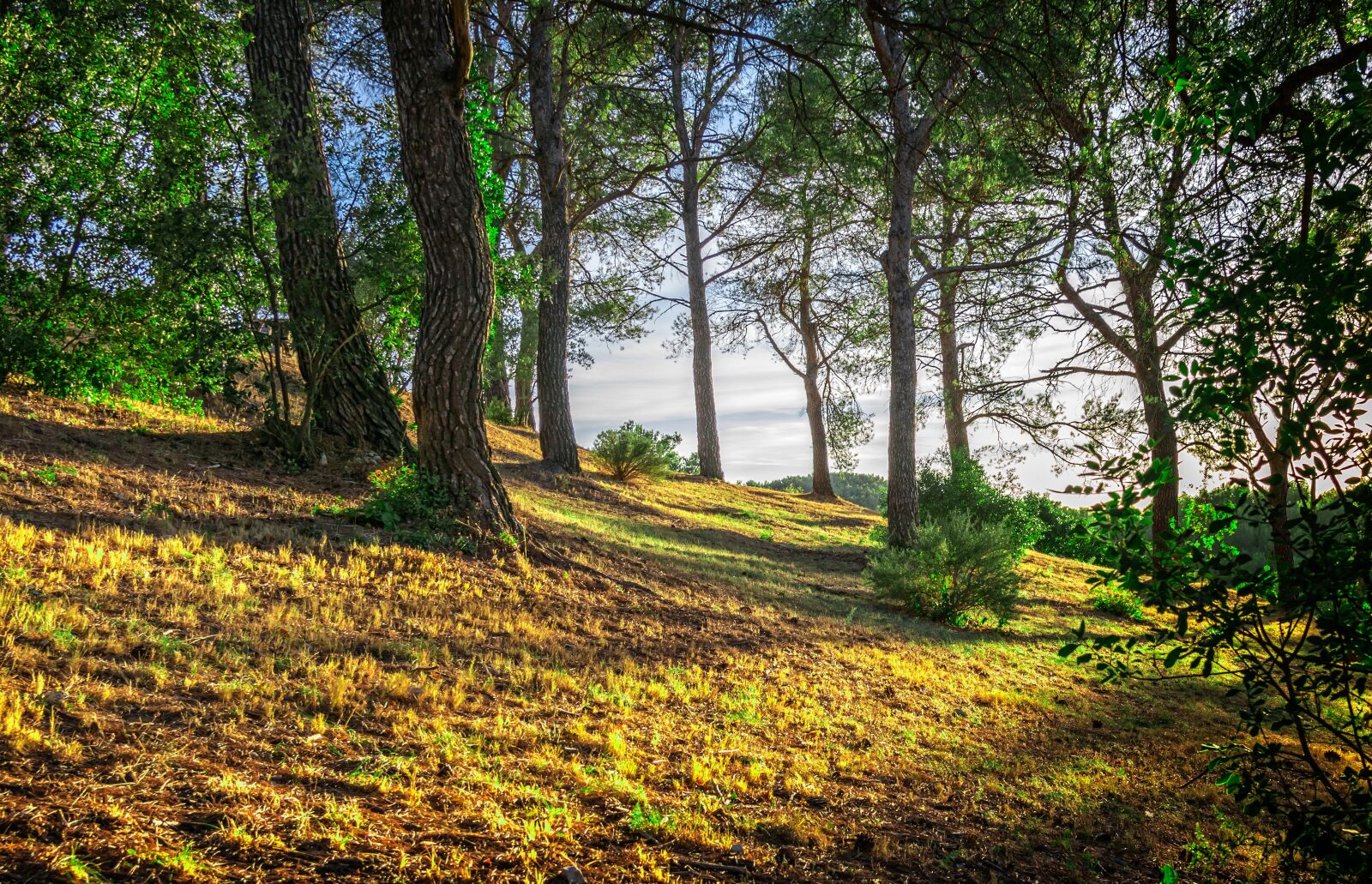 Nikon D3300 sample photo. Forest, trees, shadow photography