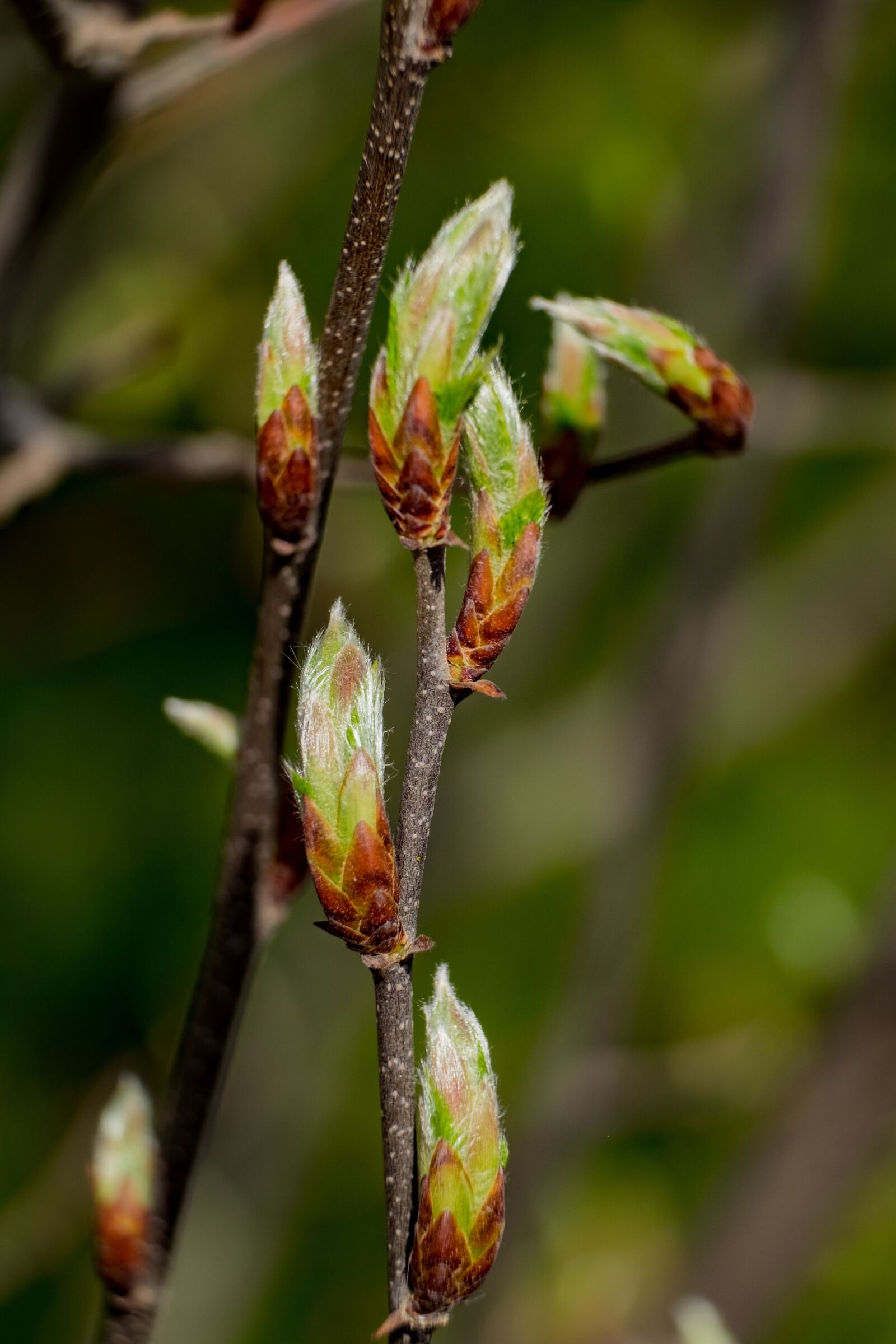 Fujifilm XF 55-200mm F3.5-4.8 R LM OIS sample photo. Bud, hornbeam, leaf photography