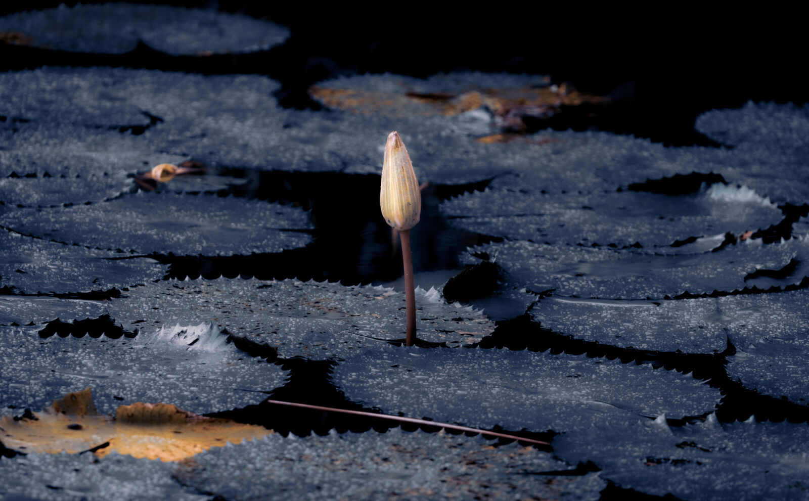 Canon EOS RP sample photo. Unbloomed - botanical gardens photography