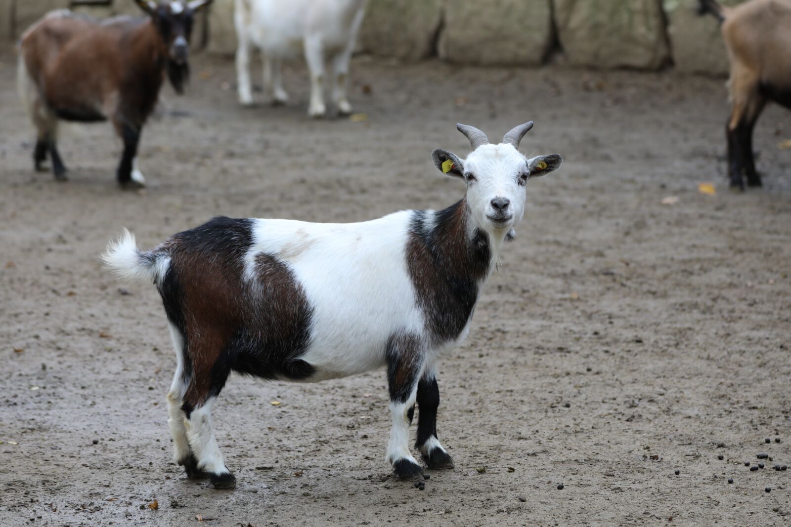 Canon EOS 5D Mark IV sample photo. Goat, zoo, colorful brown photography