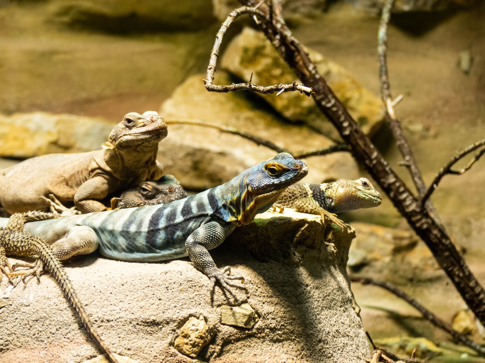 Panasonic Lumix DMC-FZ300 sample photo. Lizard, animal, reptile photography