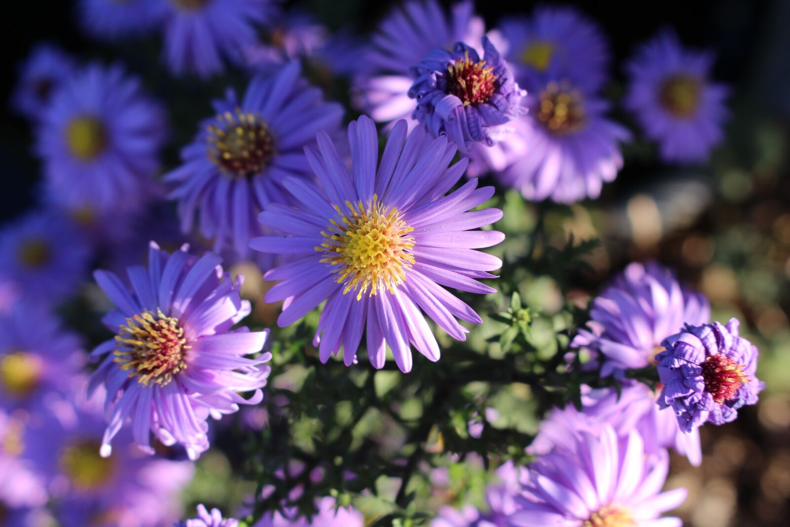 Canon EOS 700D (EOS Rebel T5i / EOS Kiss X7i) sample photo. Sun, autumn, nature photography