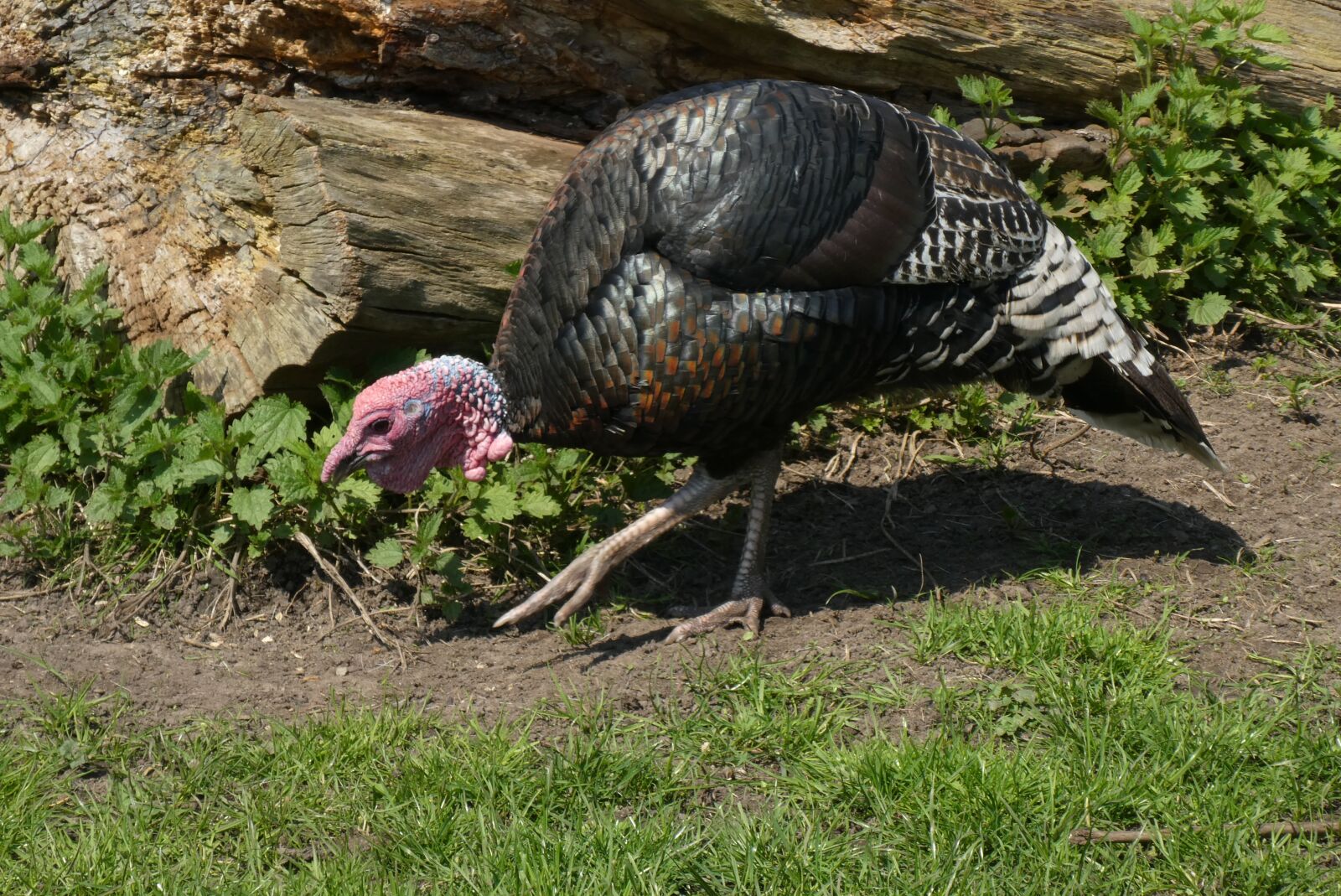 Panasonic Lumix DC-ZS70 (Lumix DC-TZ90) sample photo. Turkey, petting, birds photography
