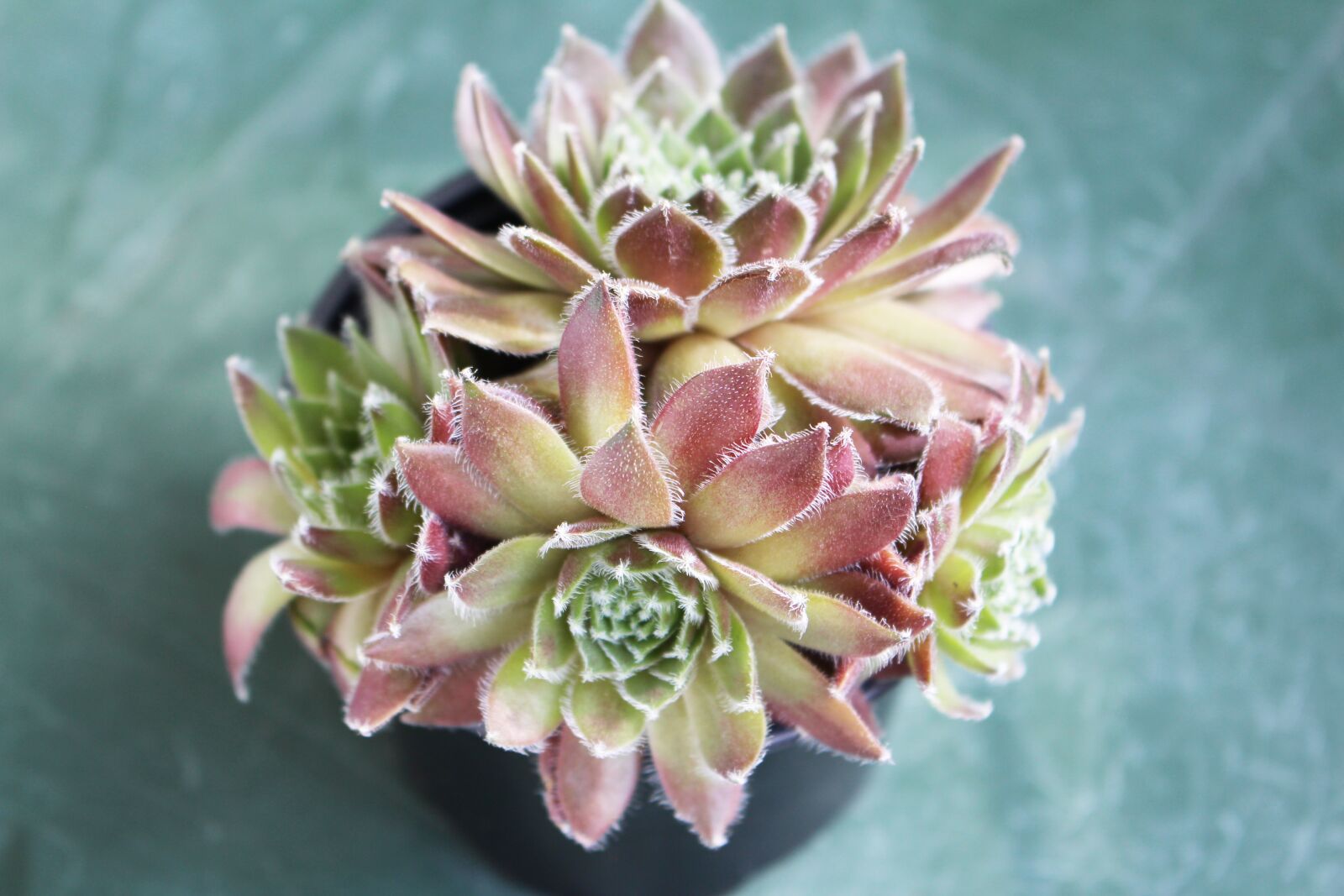 Canon EOS 700D (EOS Rebel T5i / EOS Kiss X7i) sample photo. Succulents, succulent, plants photography