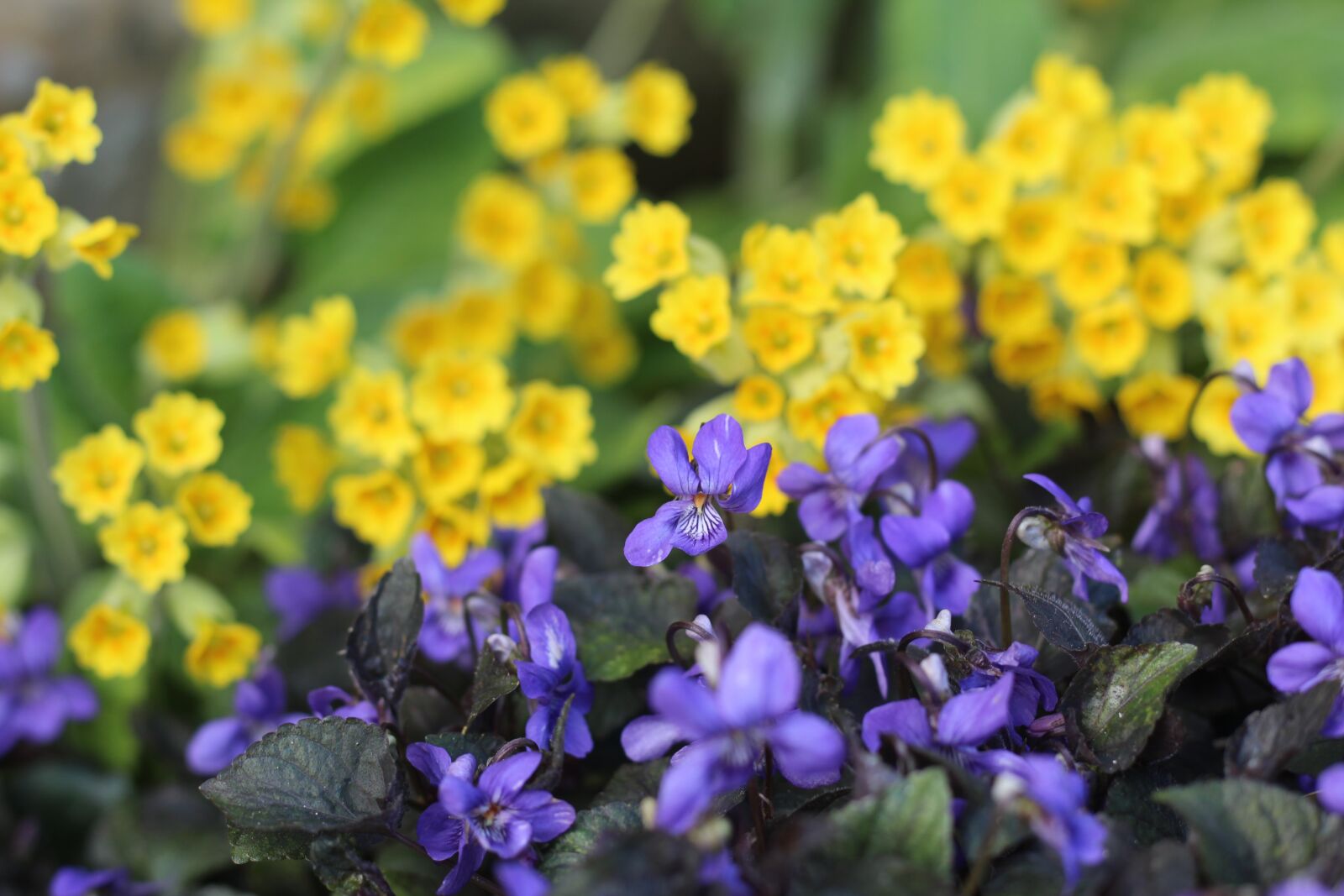 Canon EOS 1300D (EOS Rebel T6 / EOS Kiss X80) + Canon EF 50mm F1.8 STM sample photo. Cowslip, primrose, primula photography