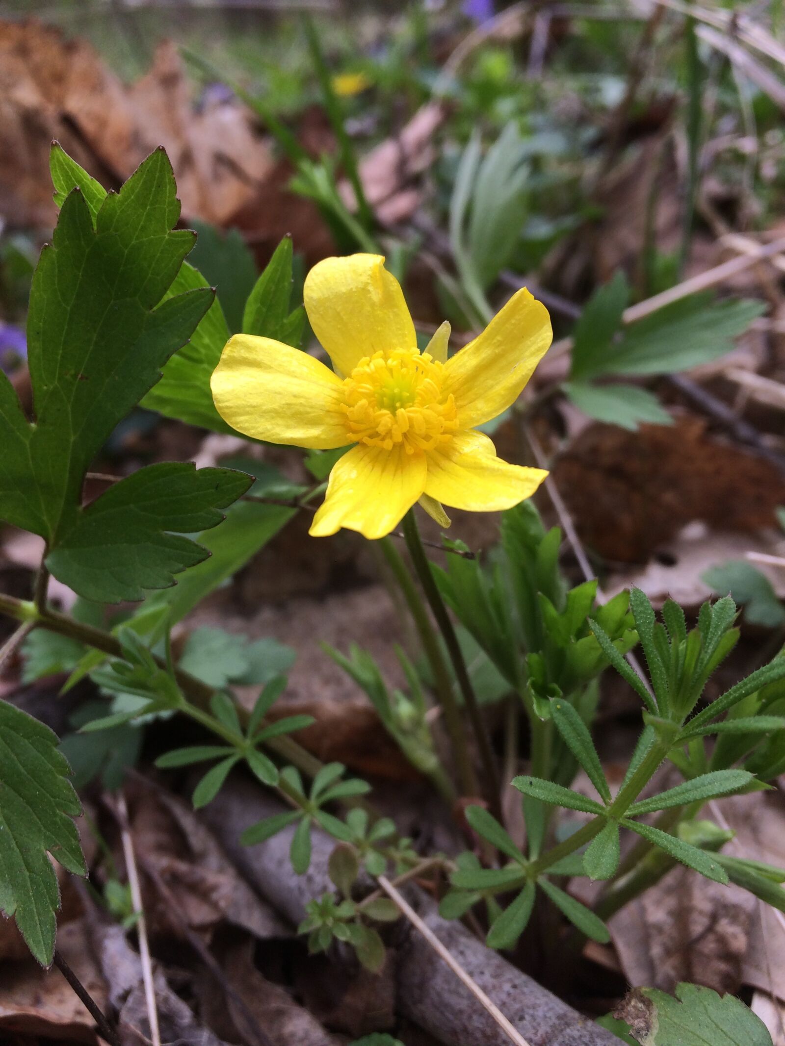 iPhone 5s back camera 4.15mm f/2.2 sample photo. Flower, nature, woods photography