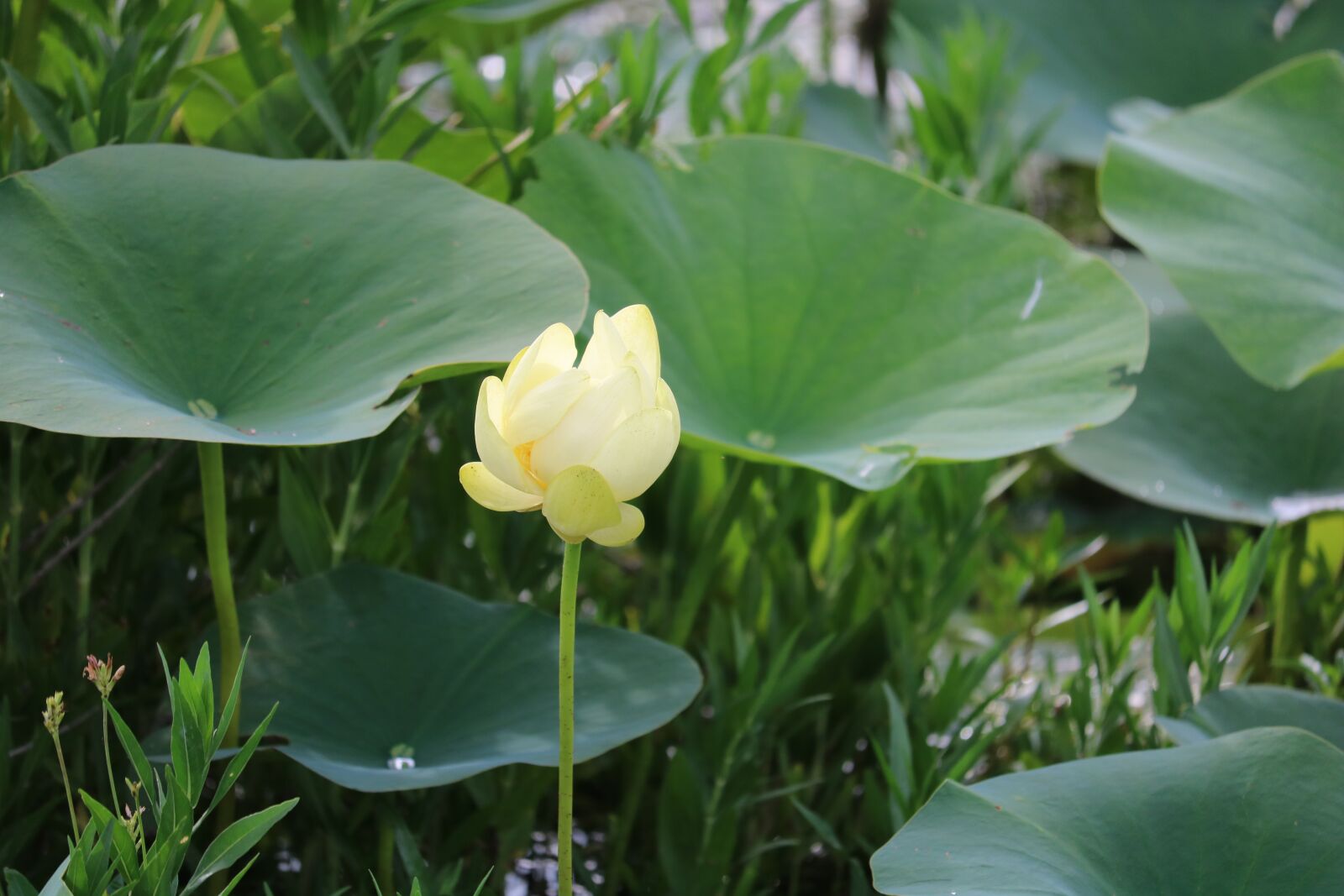 Canon EOS 750D (EOS Rebel T6i / EOS Kiss X8i) sample photo. Lily pad, water, pond photography