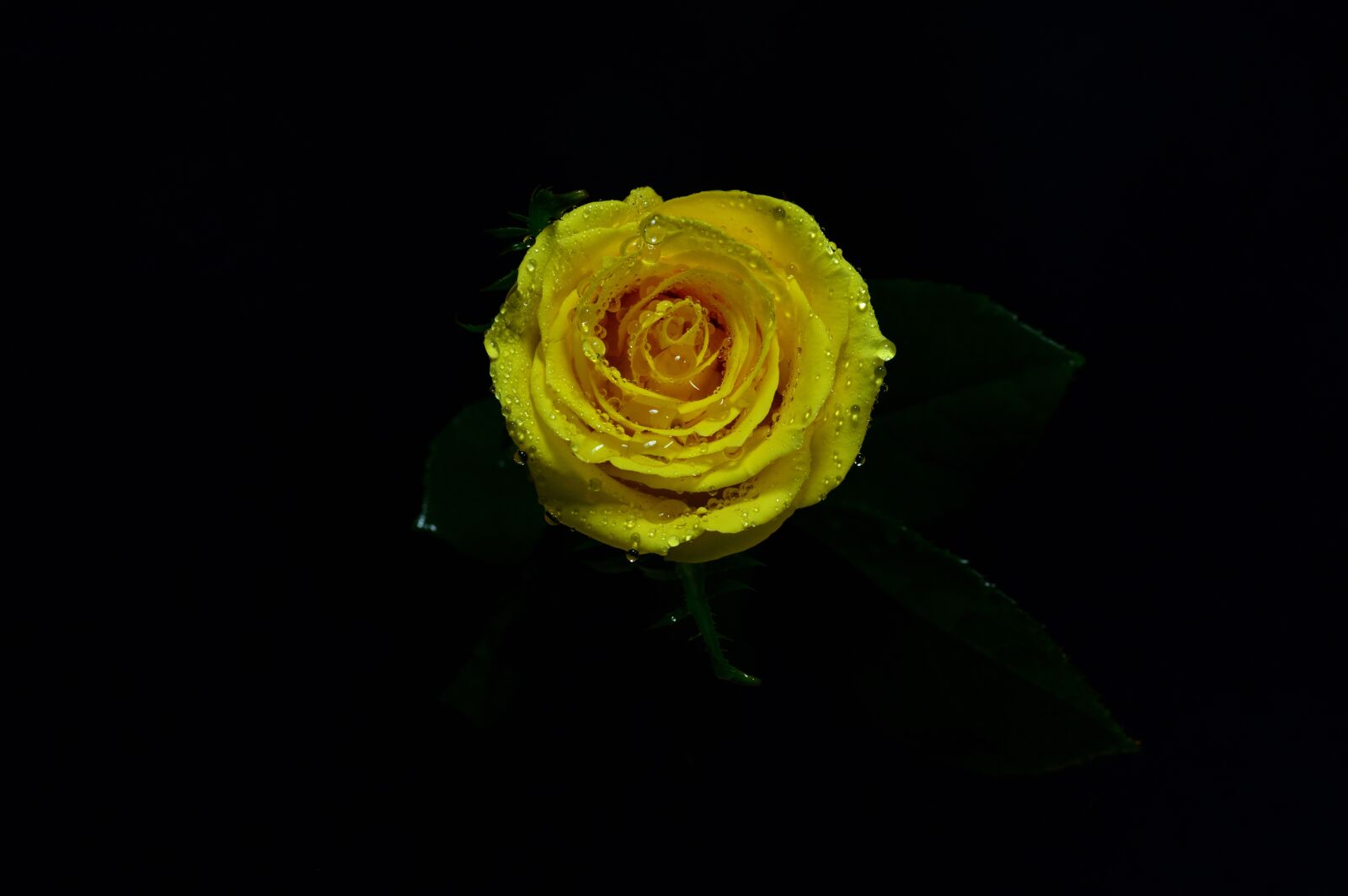 Nikon D3200 sample photo. Yellow, rosa, natural photography