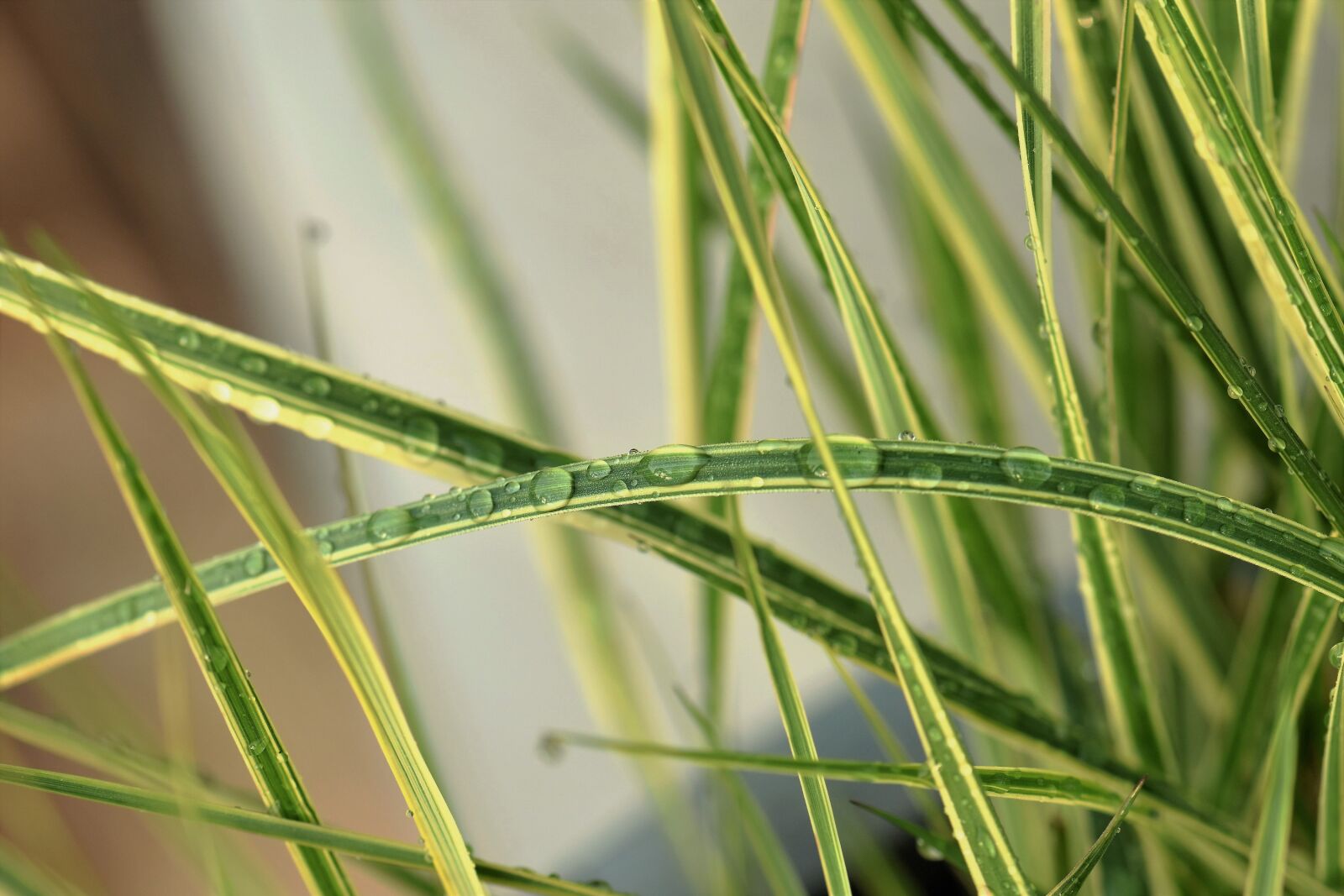 Nikon D5500 sample photo. Blade of grass, drop photography