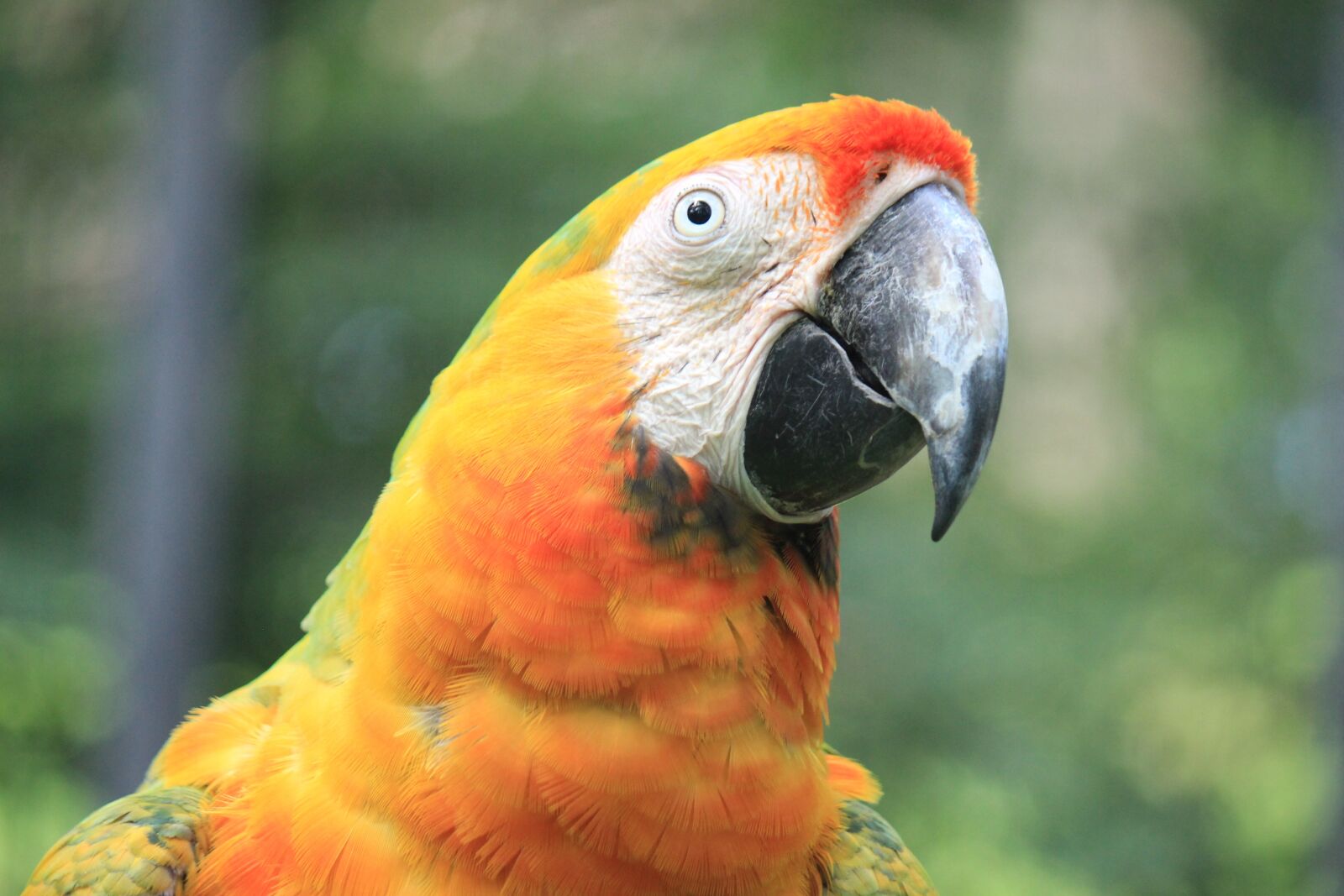 Canon EF-S 55-250mm F4-5.6 IS sample photo. Parrot, macaw, green photography