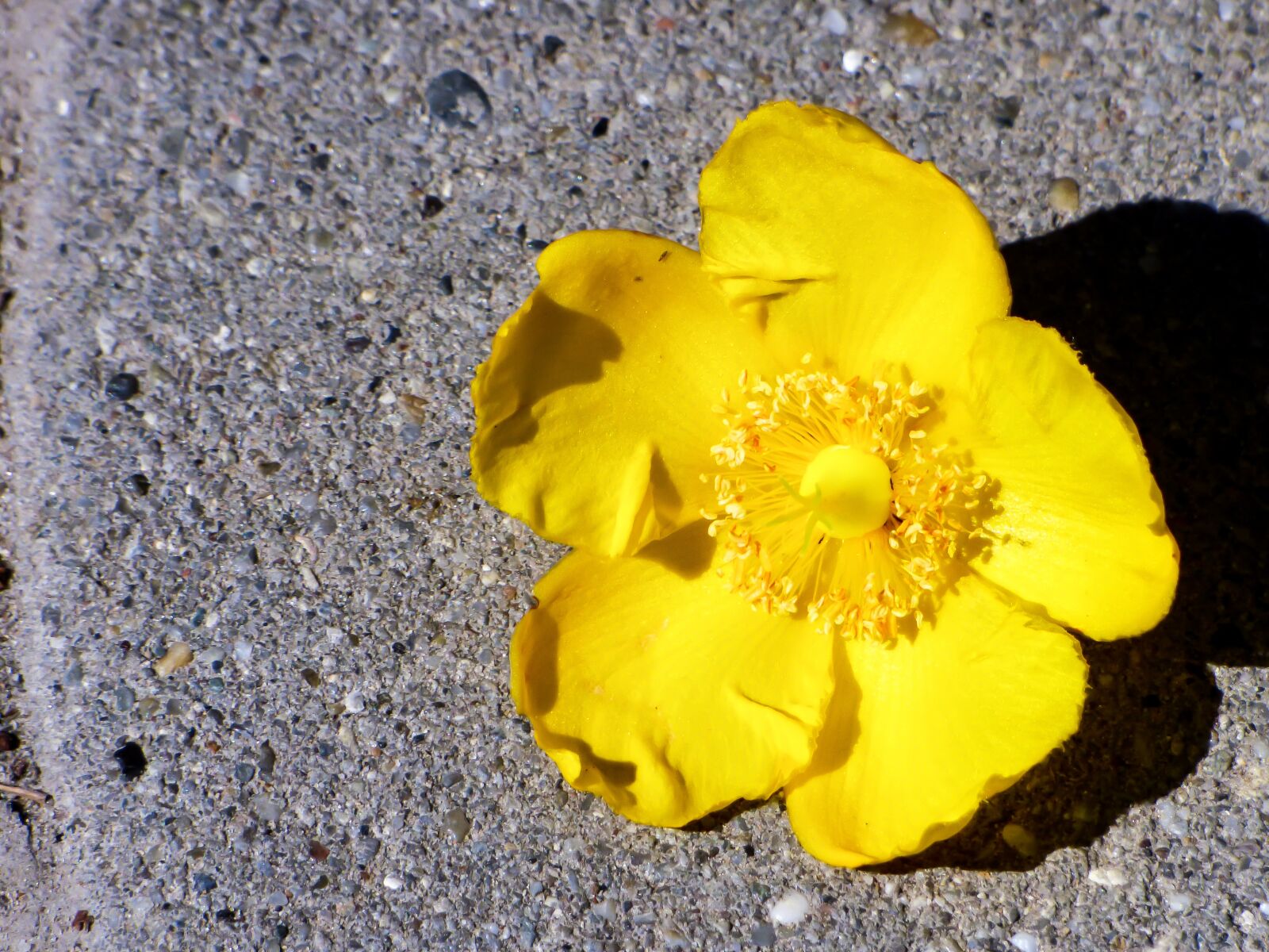 Panasonic DMC-FZ72 sample photo. Flower, summer, yellow photography
