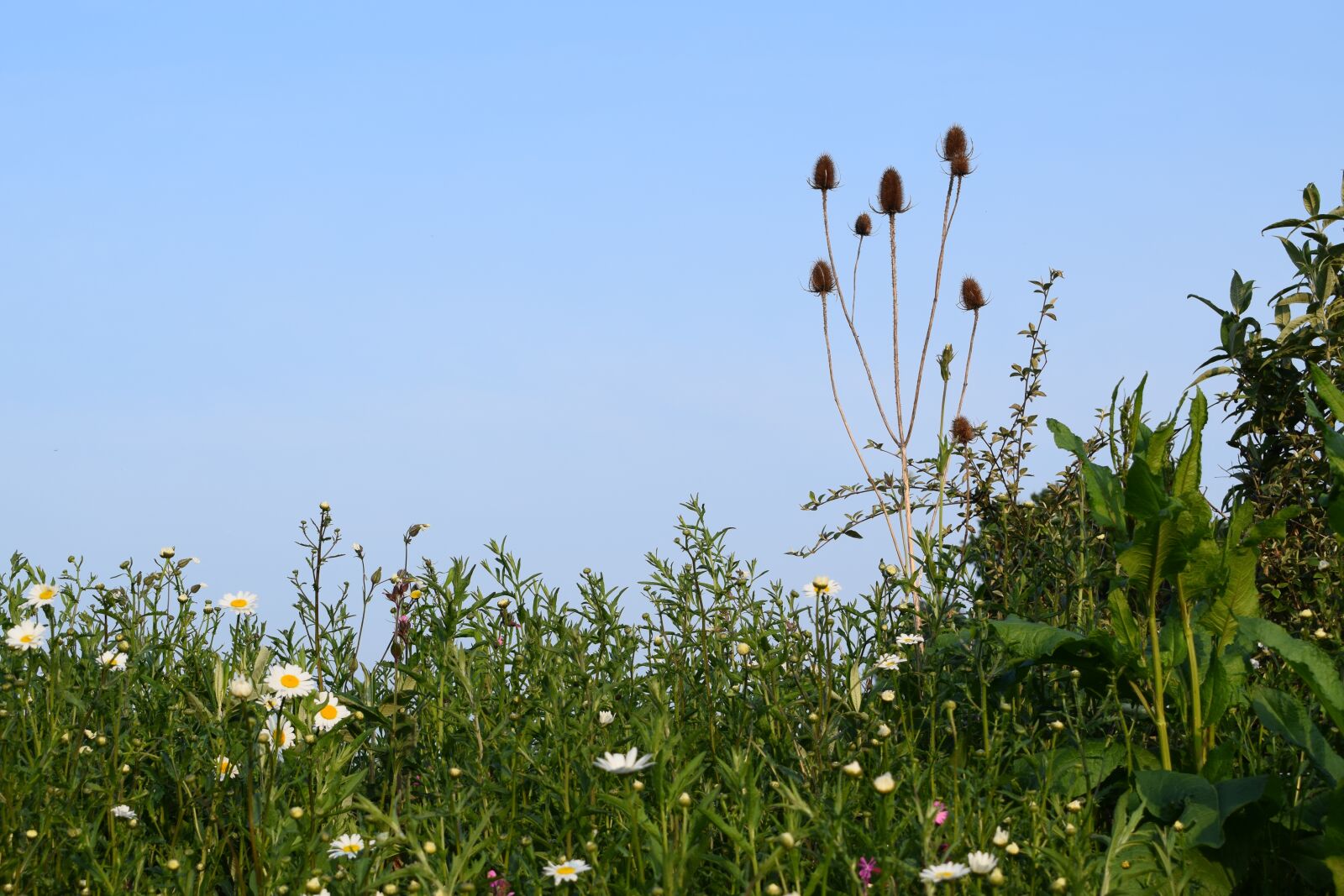 Nikon D3300 sample photo. Spring, meadow, nature photography