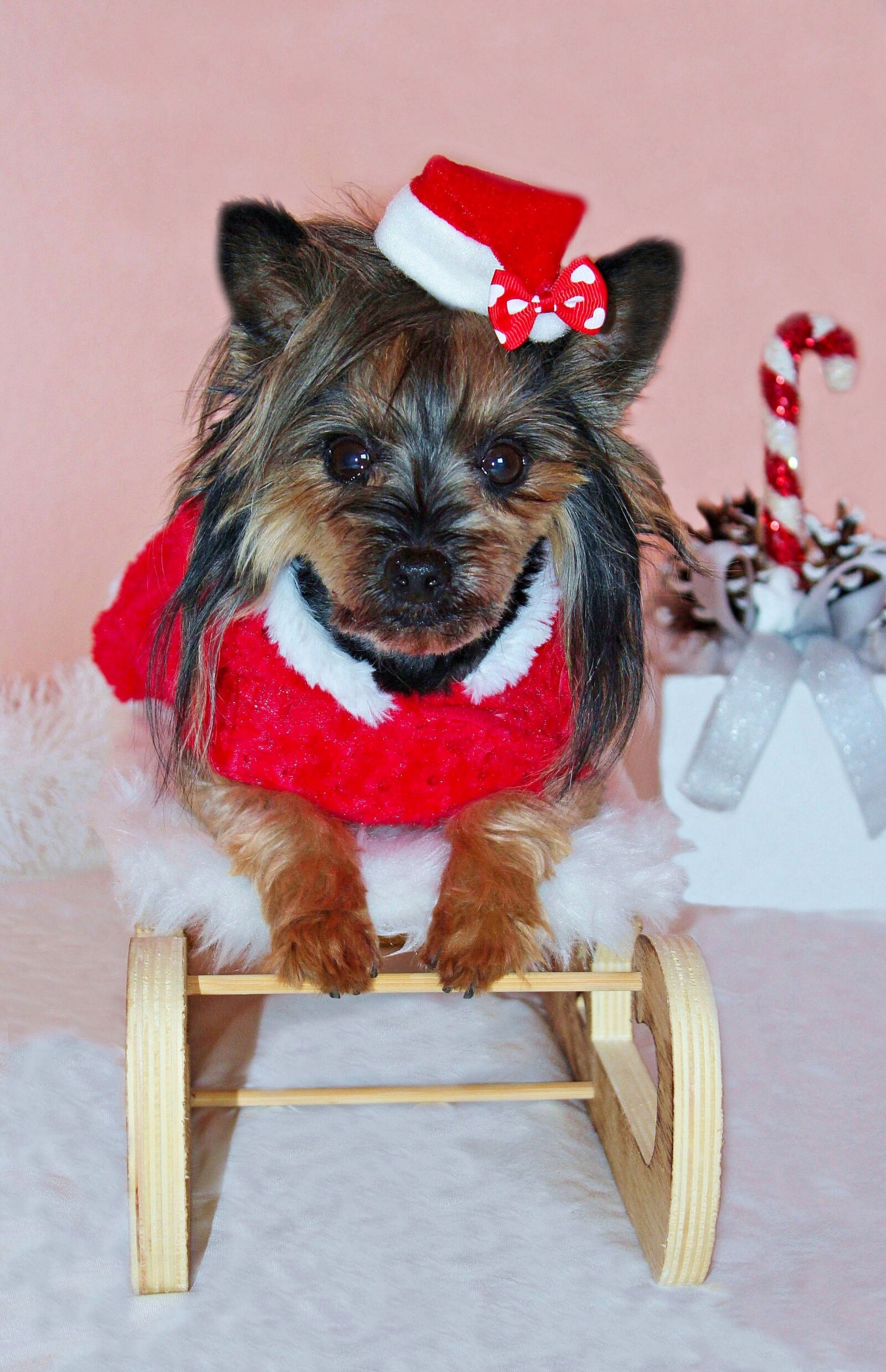 Canon EOS 600D (Rebel EOS T3i / EOS Kiss X5) sample photo. Yorkshire terrier, dog, santa photography