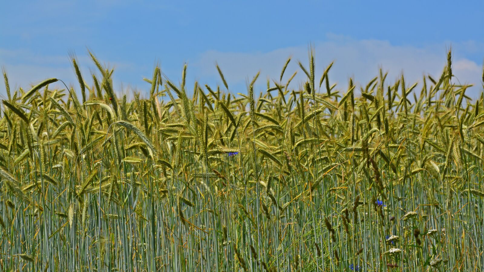 Nikon D5200 sample photo. Cereals, grain, field photography