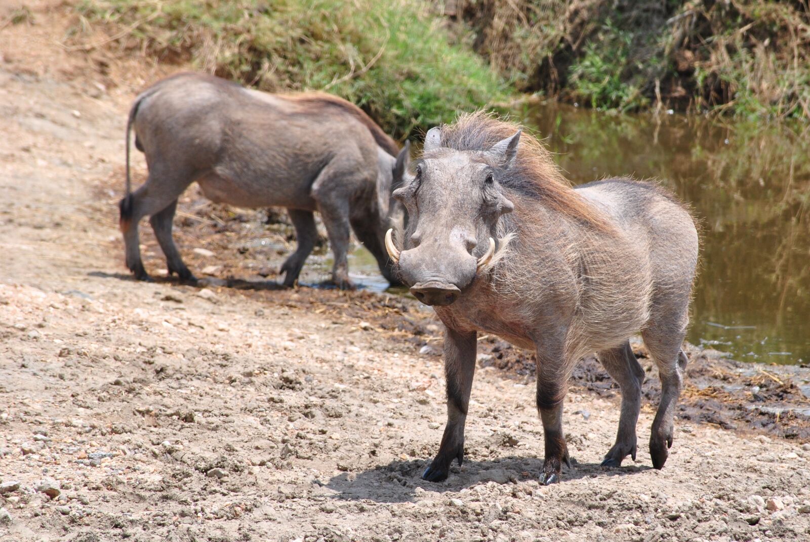 Nikon D3000 sample photo. Pumba, warthog, serengeti photography