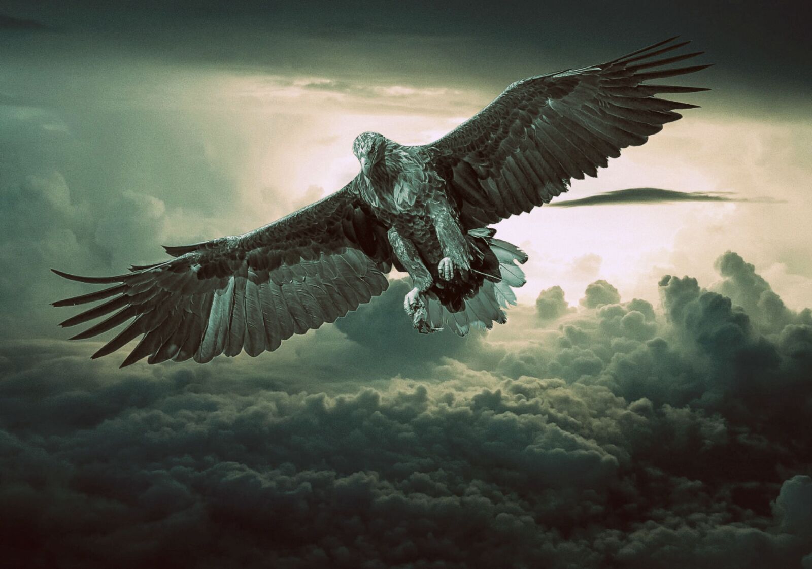 Canon EOS 600D (Rebel EOS T3i / EOS Kiss X5) sample photo. Eagle, predator, bird photography