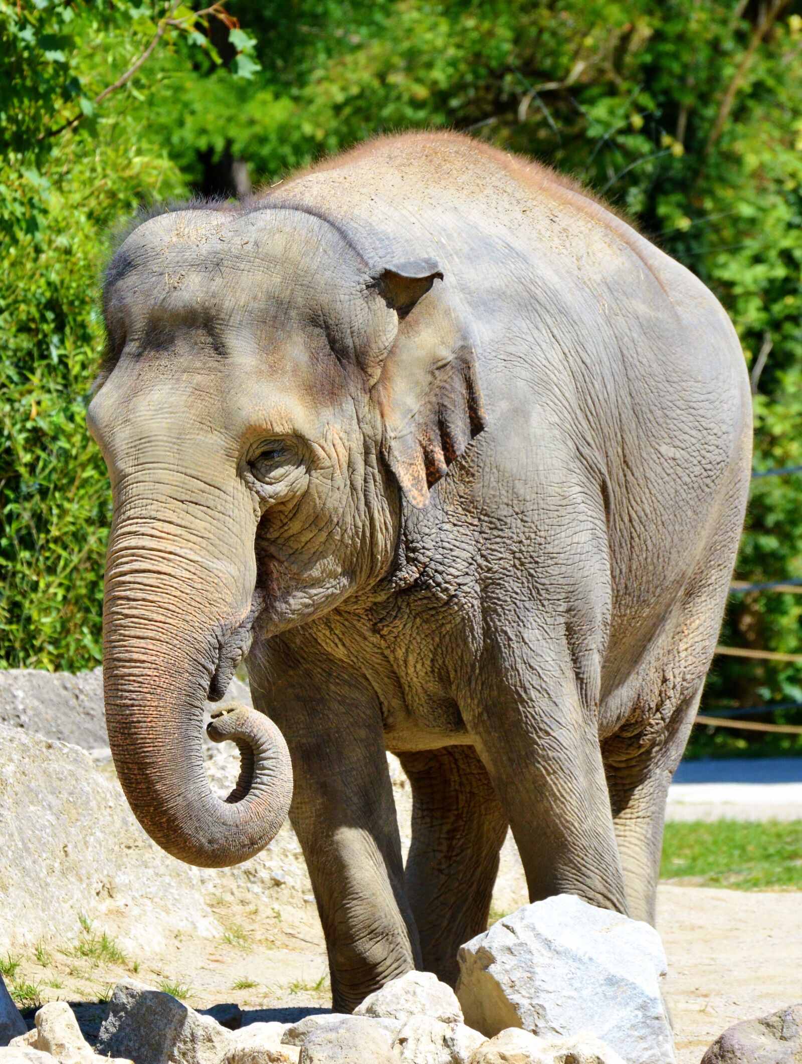 Nikon D3200 sample photo. Elephant, pachyderm, african bush photography