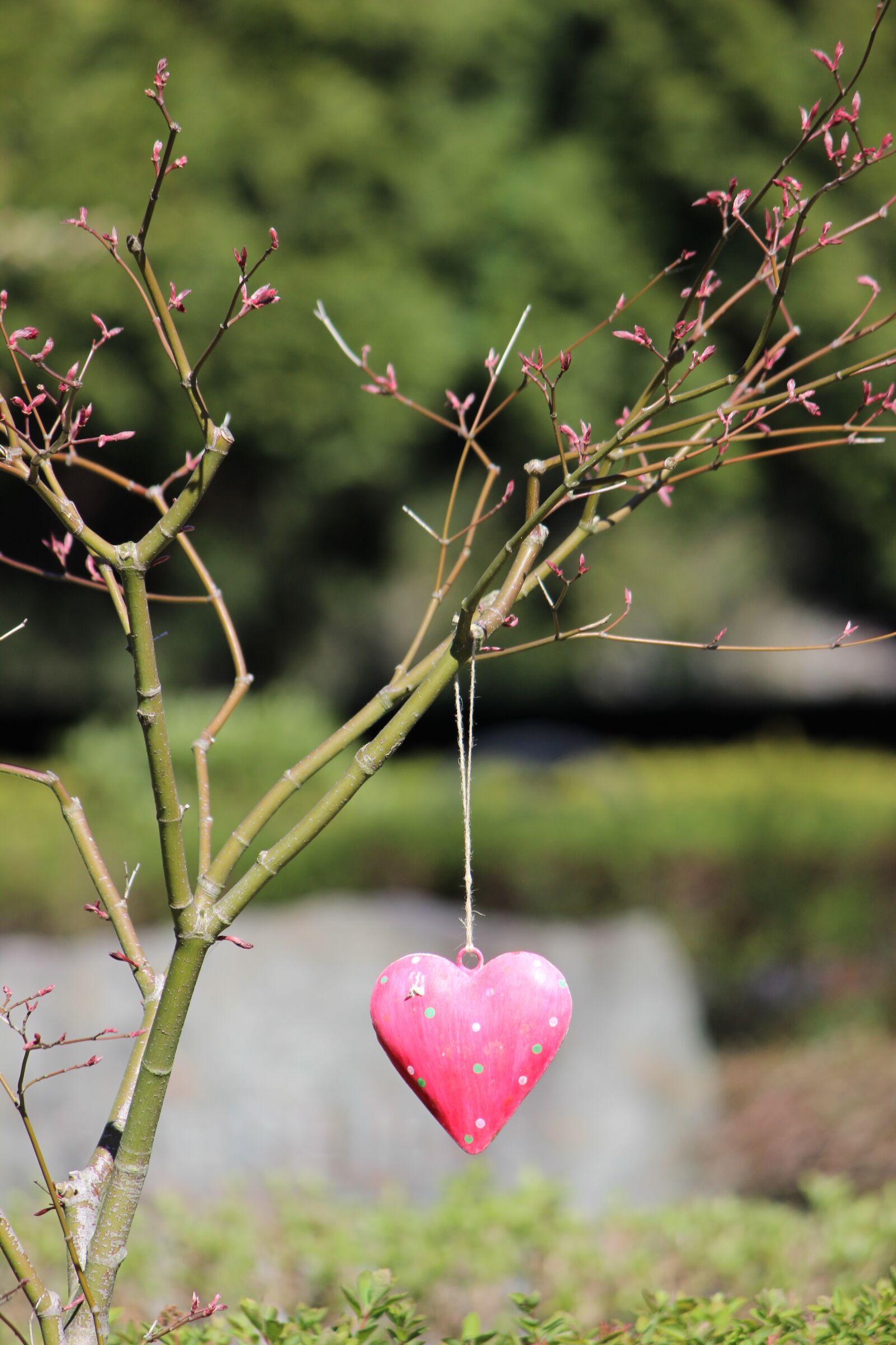 Canon EOS 600D (Rebel EOS T3i / EOS Kiss X5) sample photo. Heart, tree, bush photography