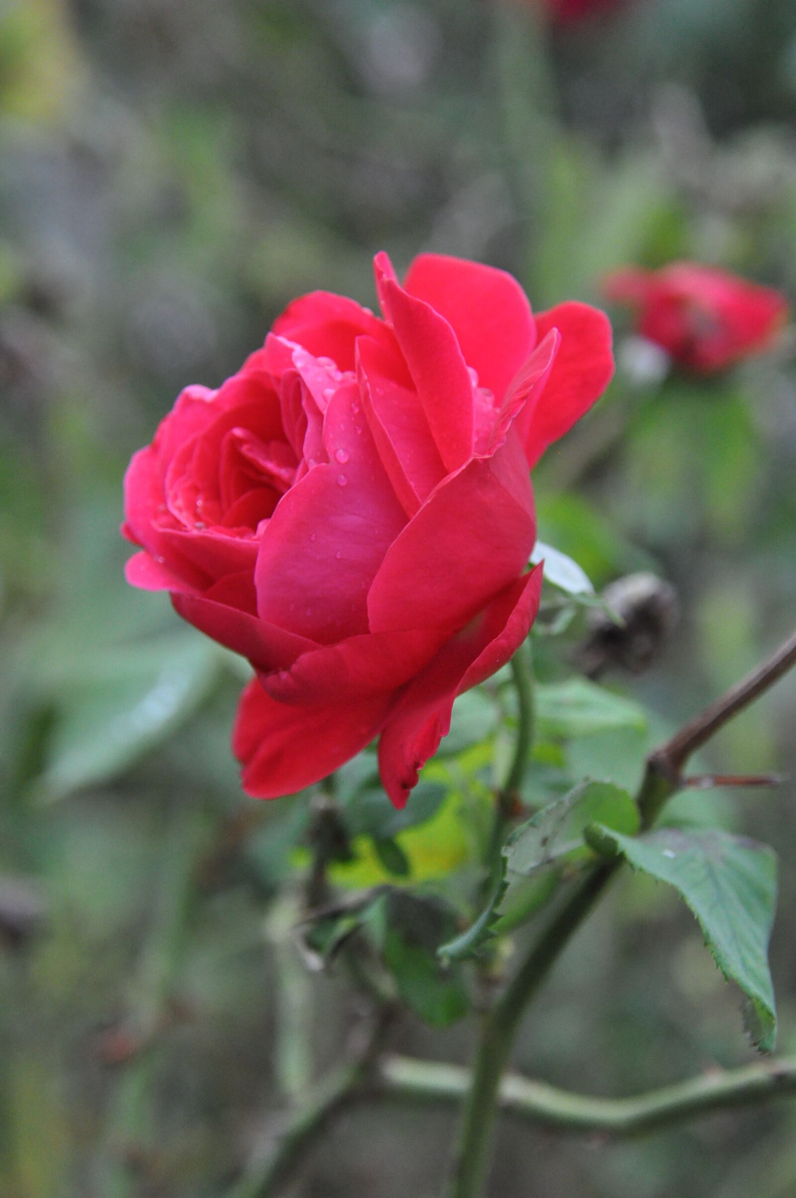 Nikon D90 sample photo. Pink, nature, flower photography