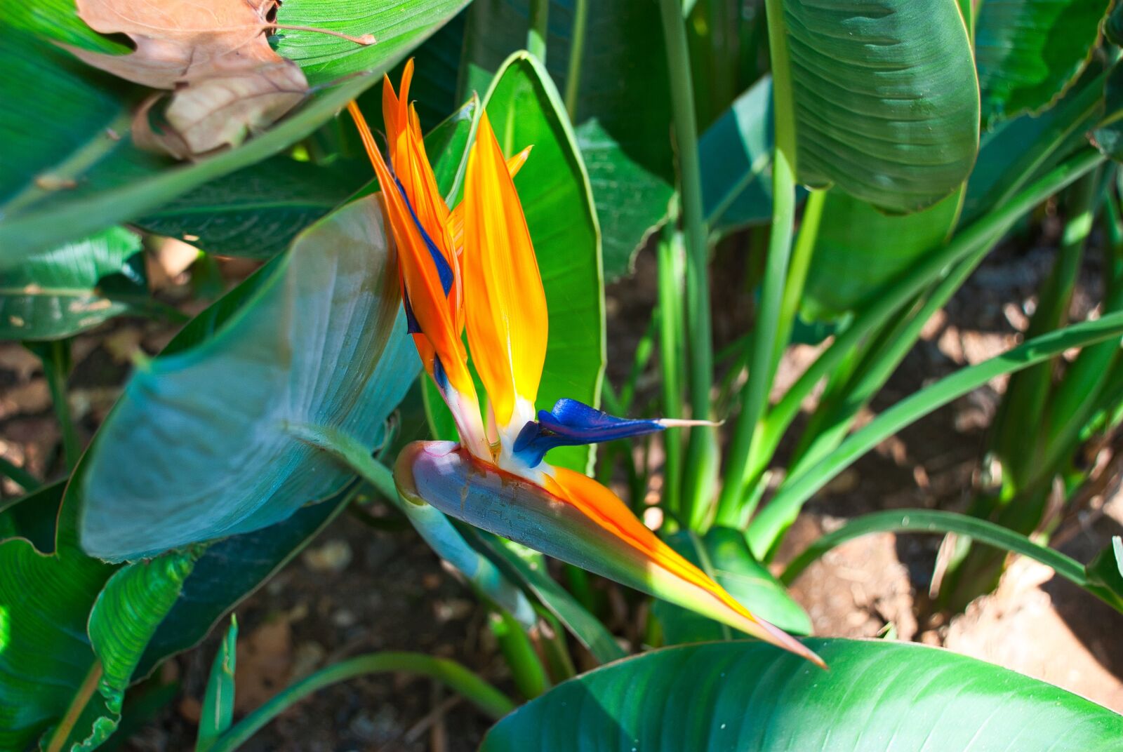 Nikon D80 sample photo. Flower, flora, plant photography