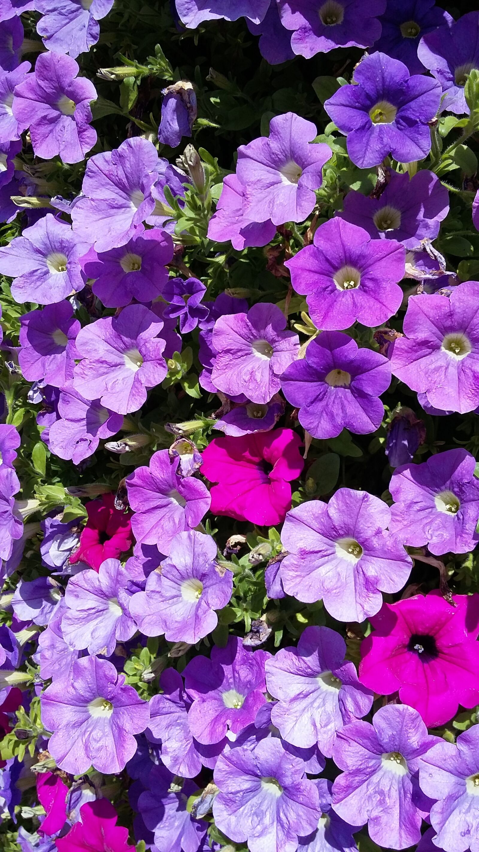 Samsung Galaxy A3 sample photo. Purple, flowers, sun photography