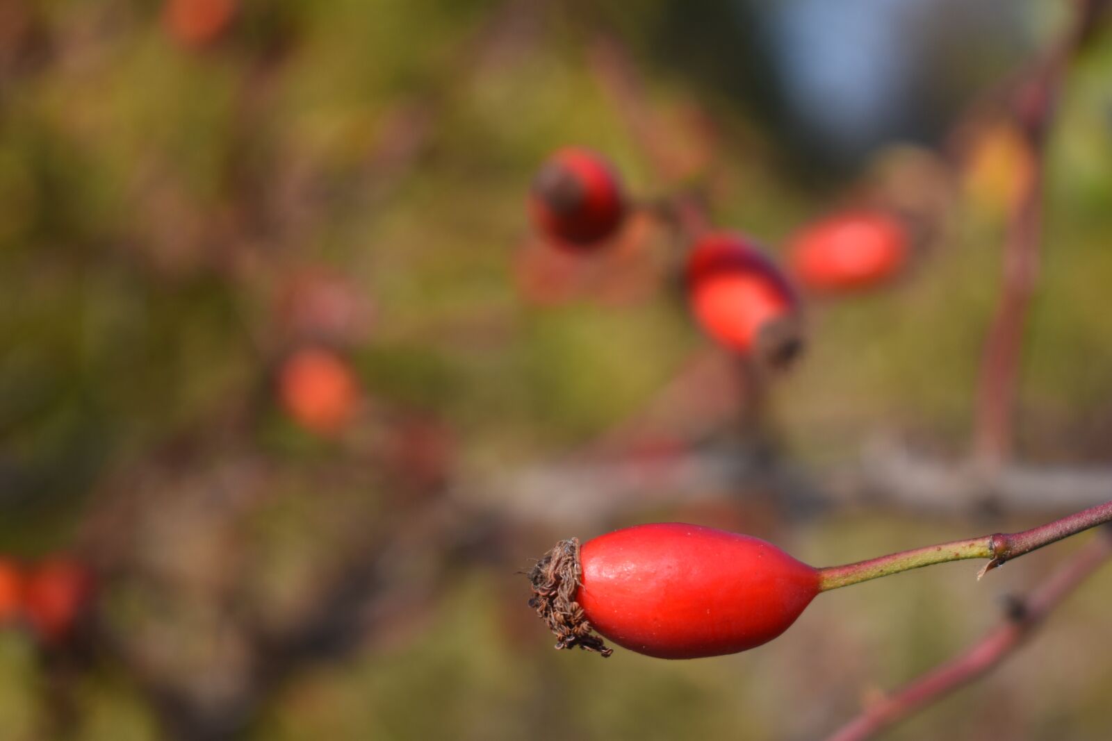 Nikon D7200 sample photo. Autumn, berry, red photography