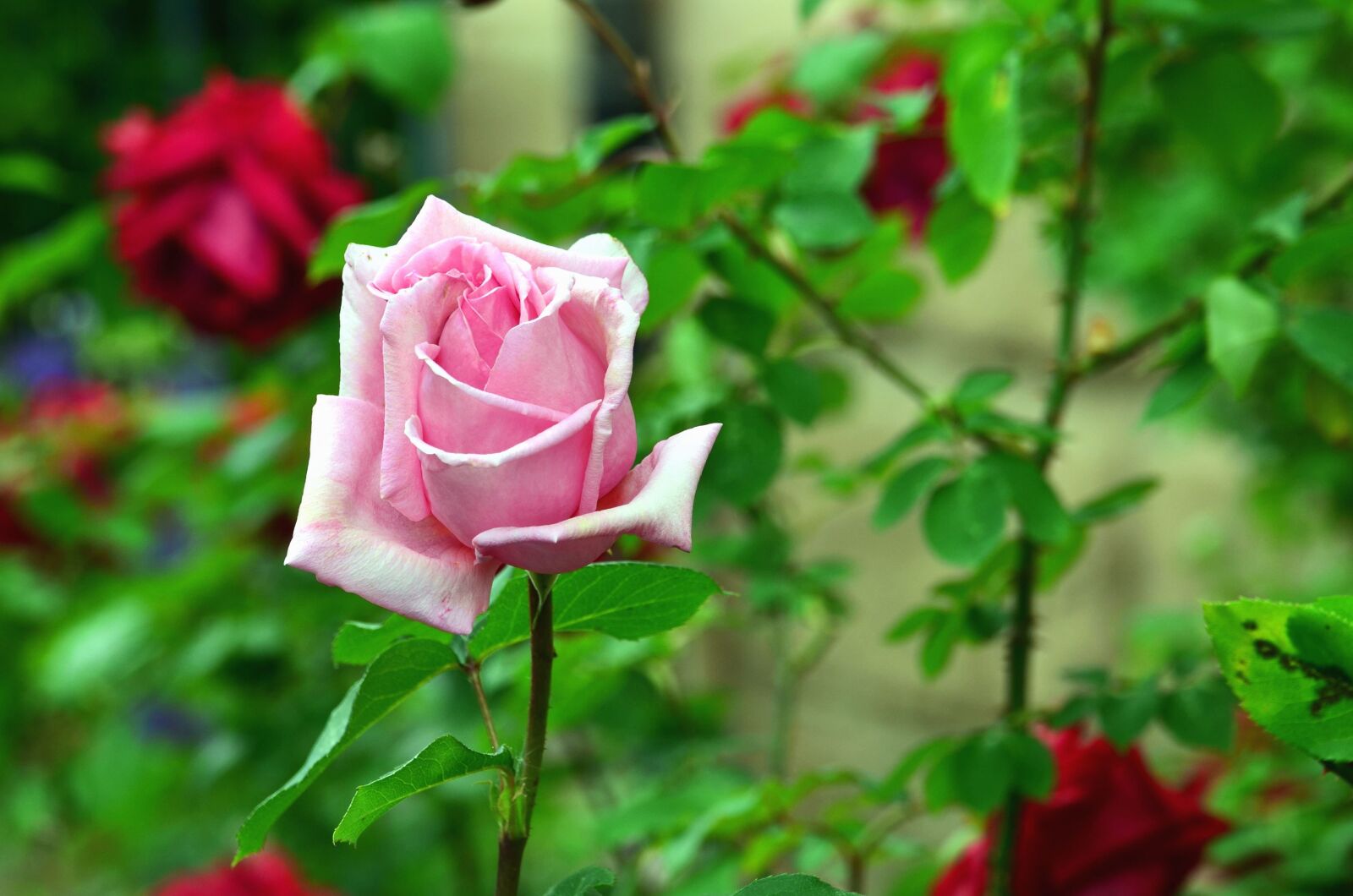 Nikon D5100 sample photo. Rose, flower, petal, garden photography