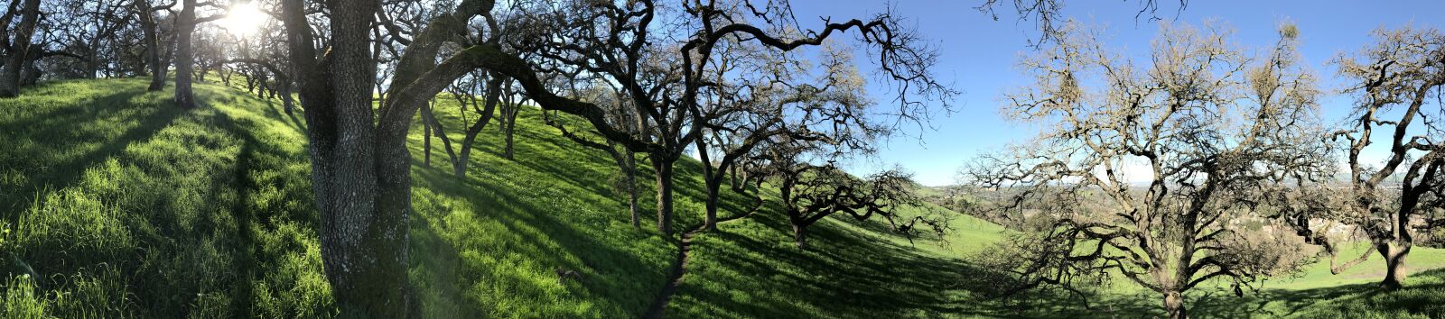 Apple iPhone 7 Plus + iPhone 7 Plus back camera 3.99mm f/1.8 sample photo. East bay, trees, hills photography
