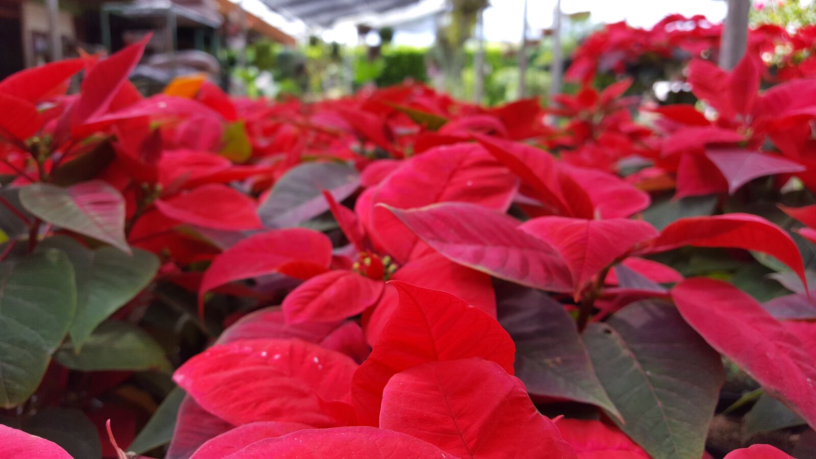 Samsung GALAXY S6 edge sample photo. Shepherdess, flowers, christmas photography