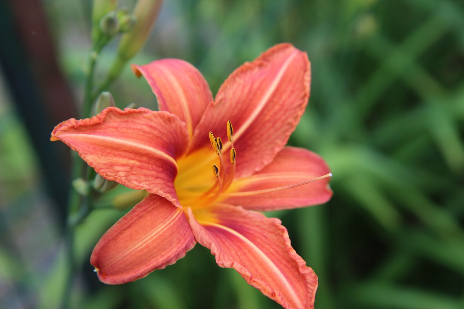 Canon EOS 600D (Rebel EOS T3i / EOS Kiss X5) sample photo. Lys, lily orange, orange photography