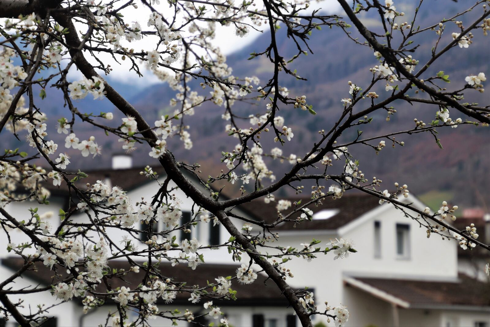 Canon EOS 80D sample photo. Tree, branch, cherry photography